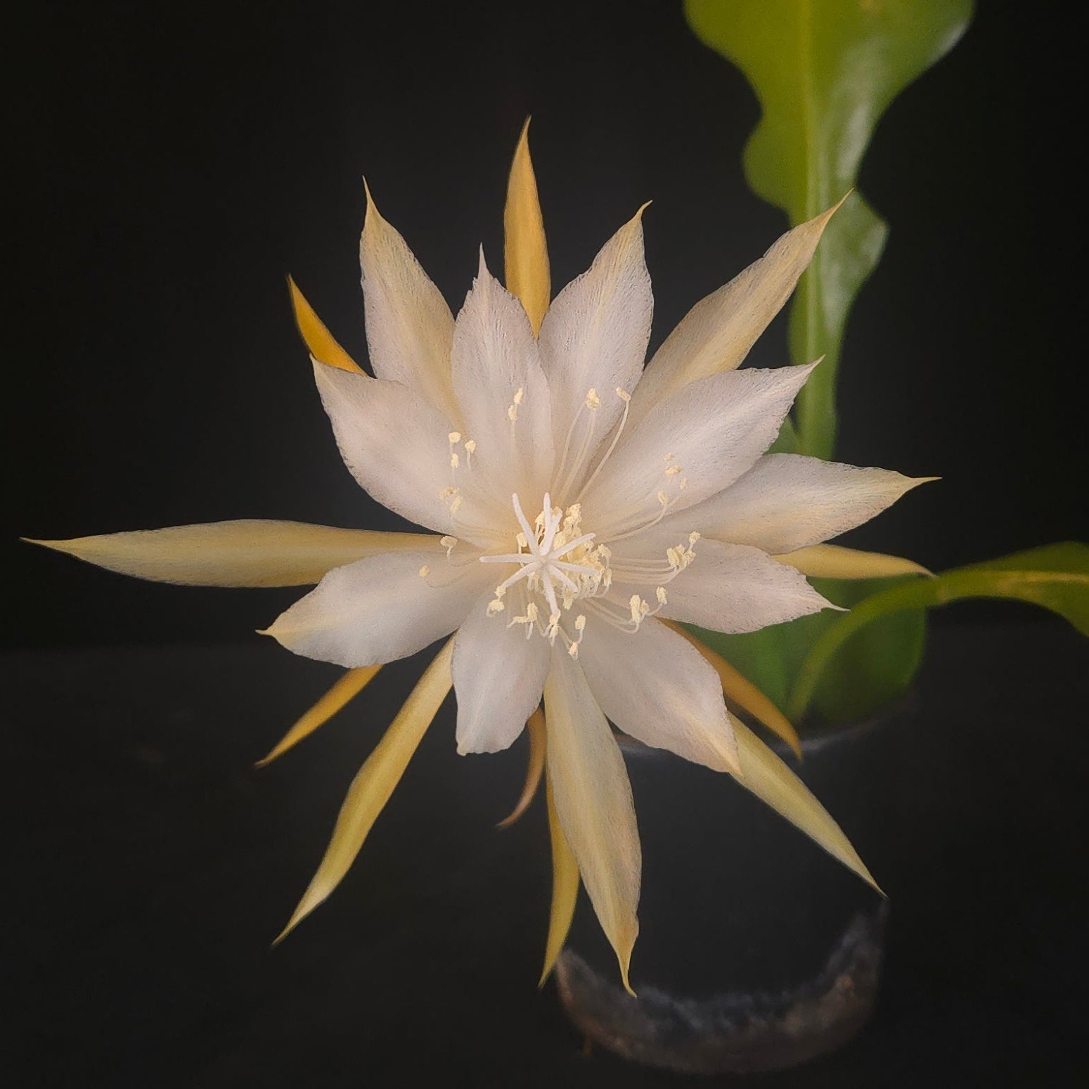Disocactus anguliger (syn. Epiphyllum anguliger) Fishbone Cactus