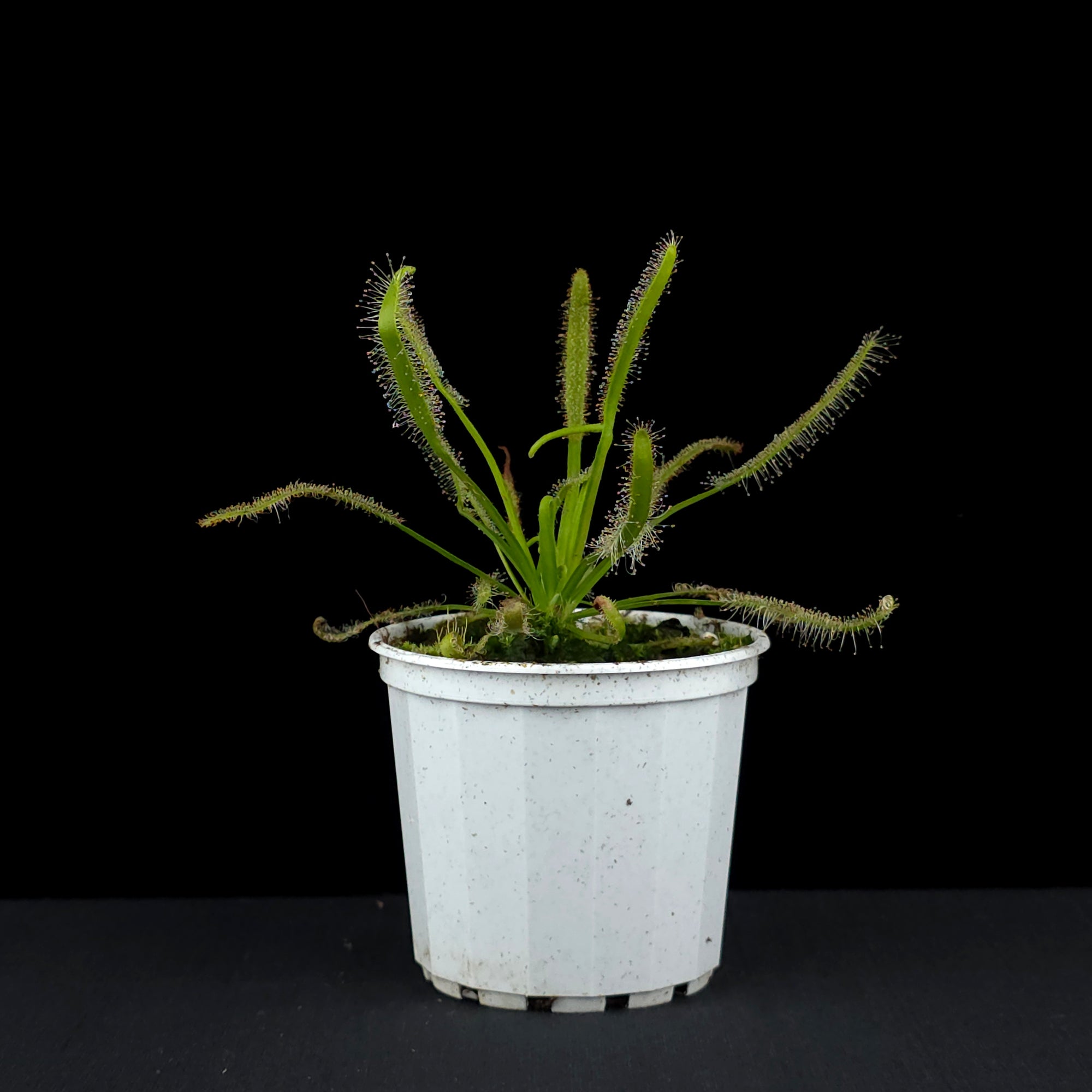 Drosera capensis