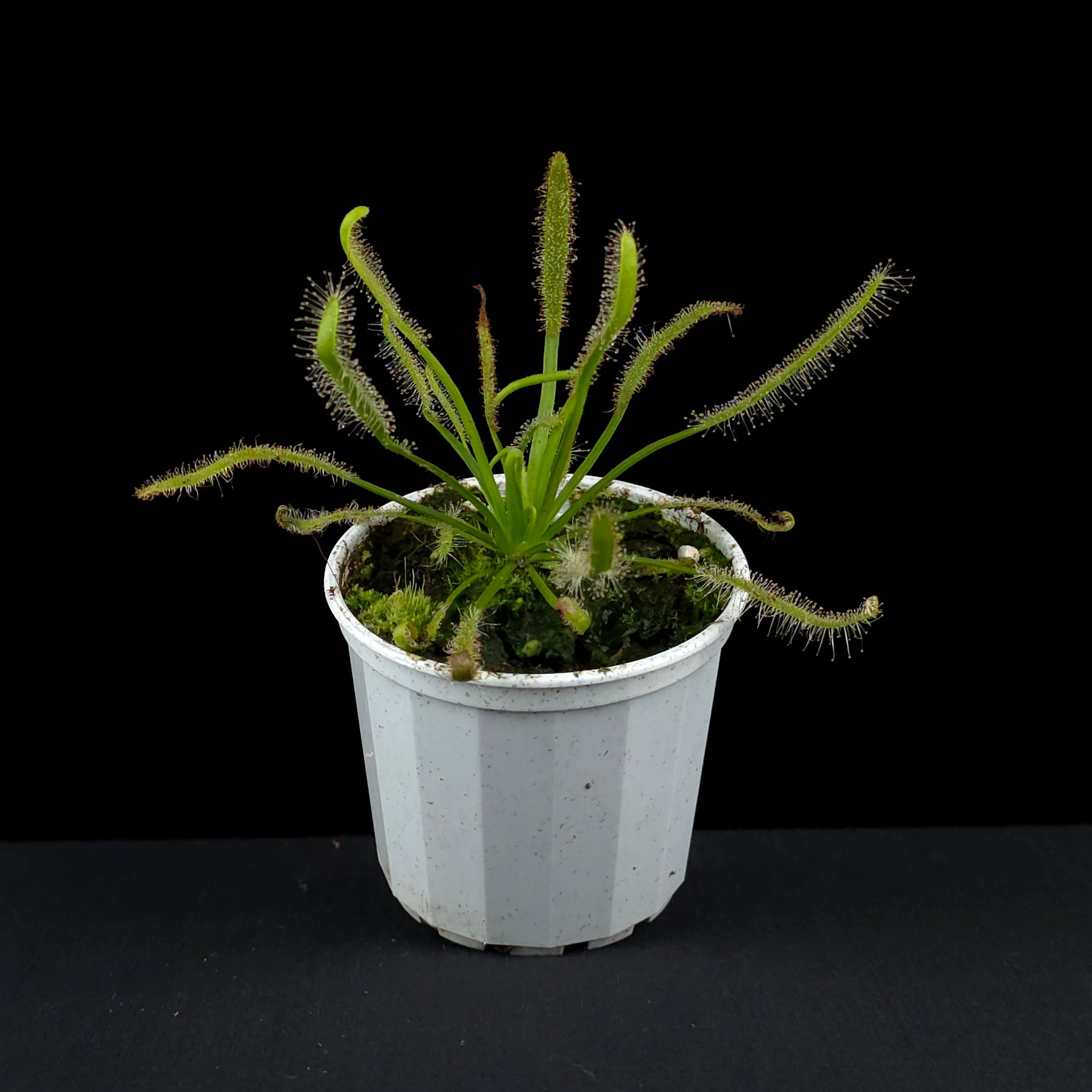 Drosera capensis