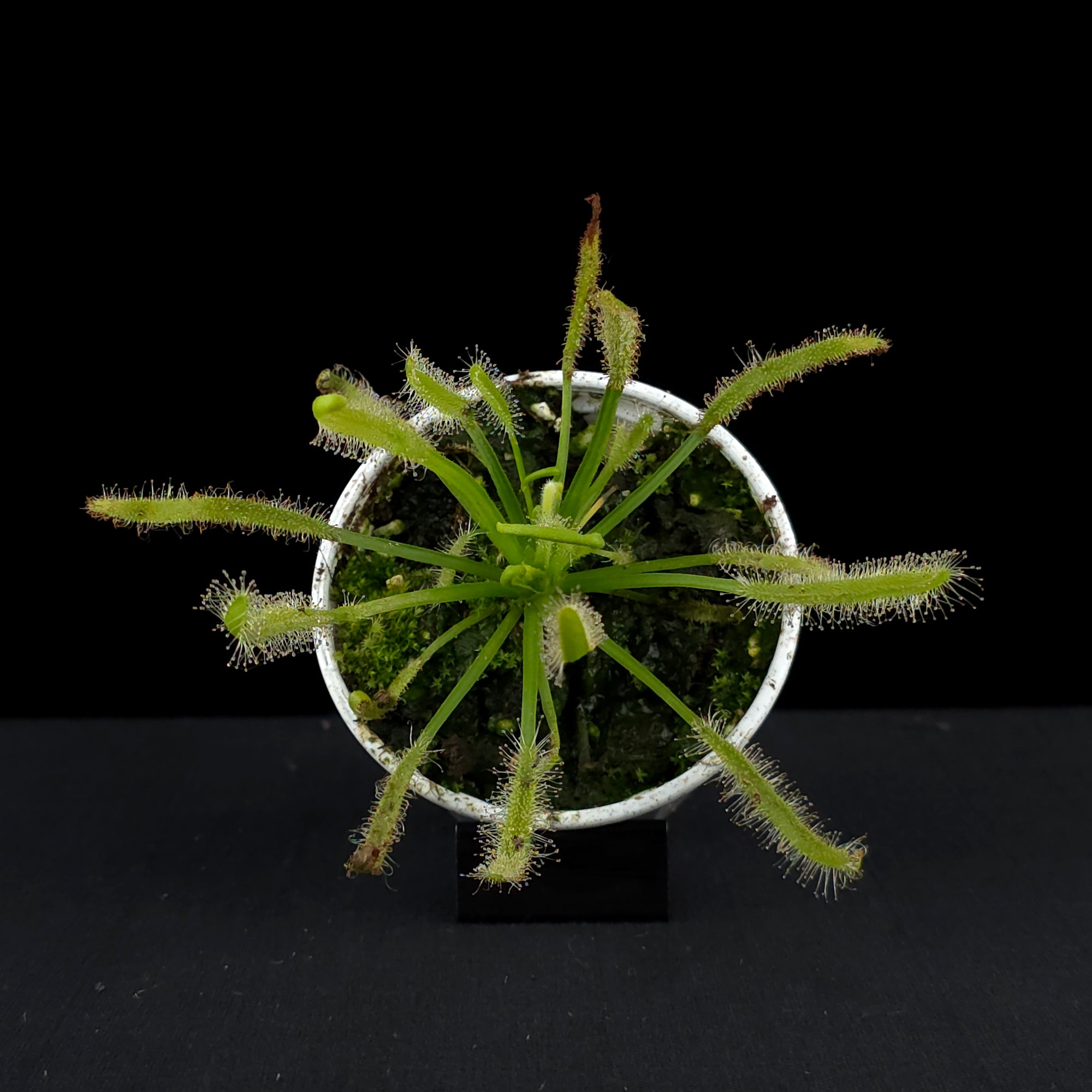 Drosera capensis