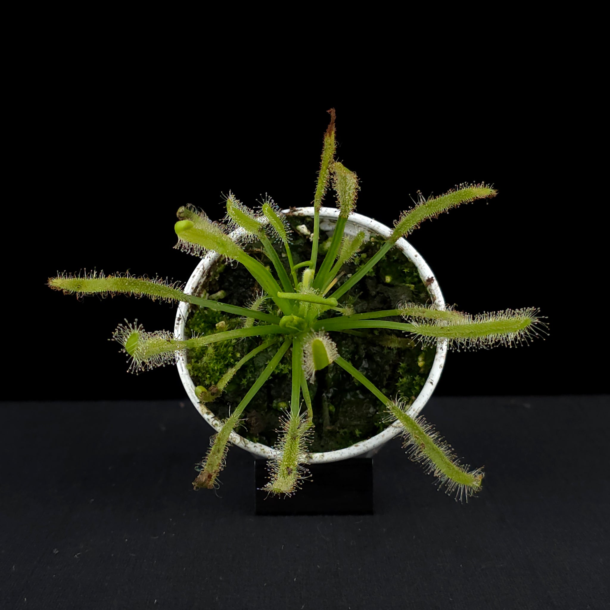 Drosera capensis