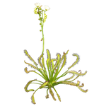 Drosera capensis (White Form)