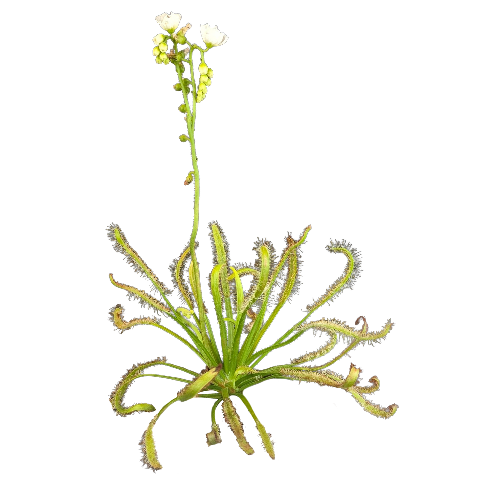 Drosera capensis (White Form)