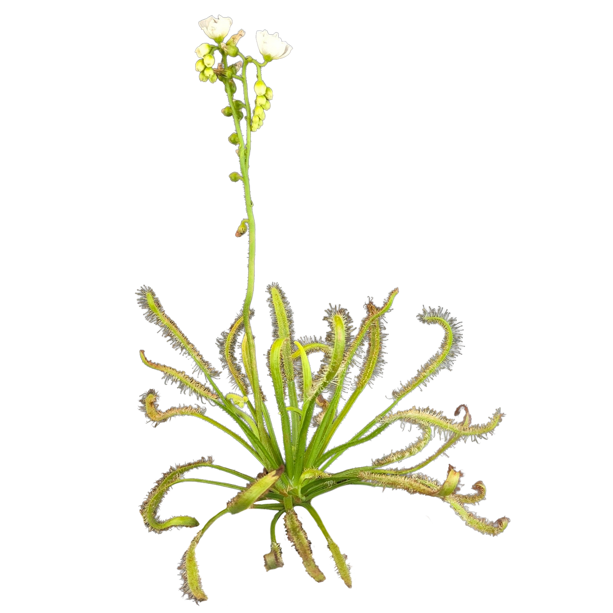 Drosera capensis (White Form)