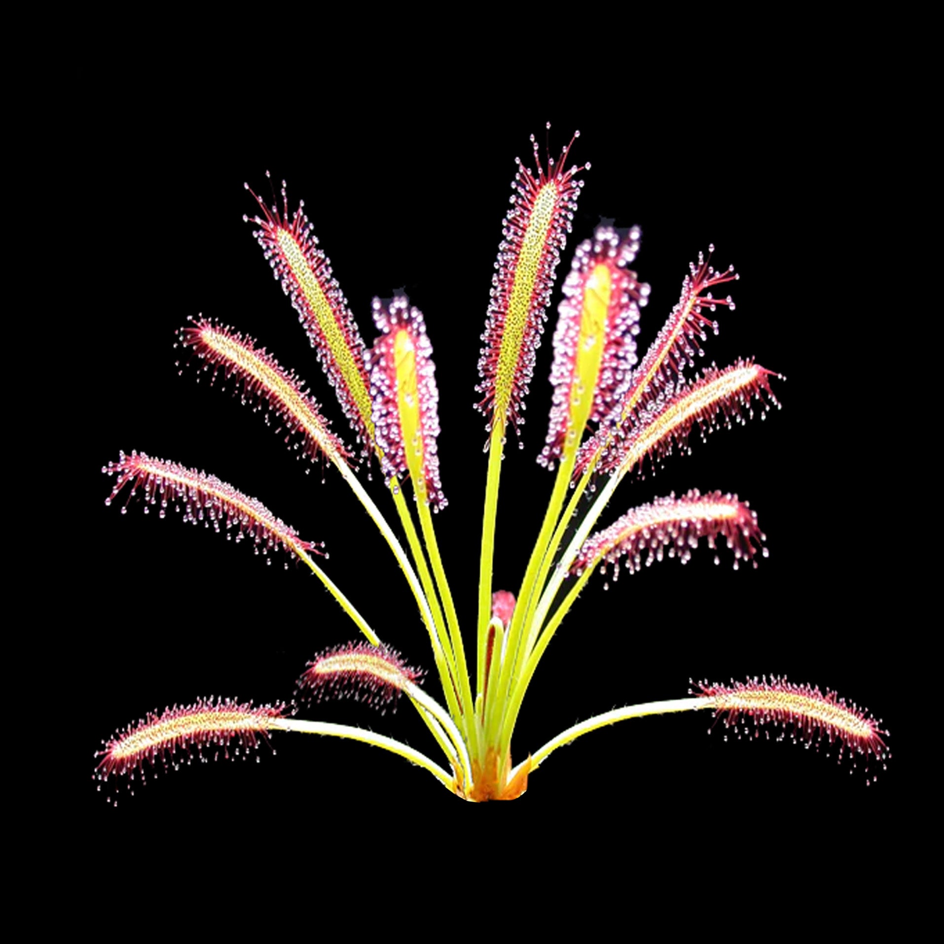 Drosera capensis