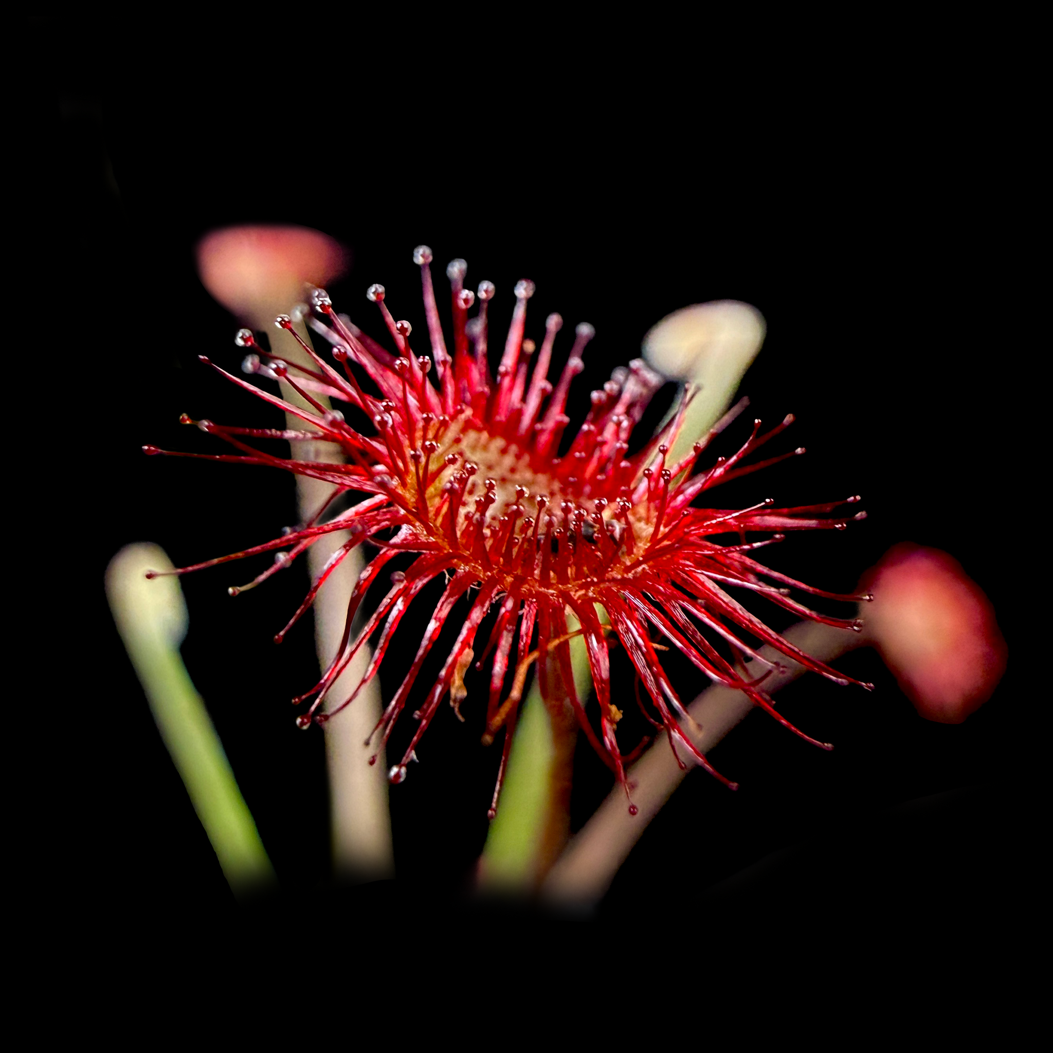 Drosera paradoxa