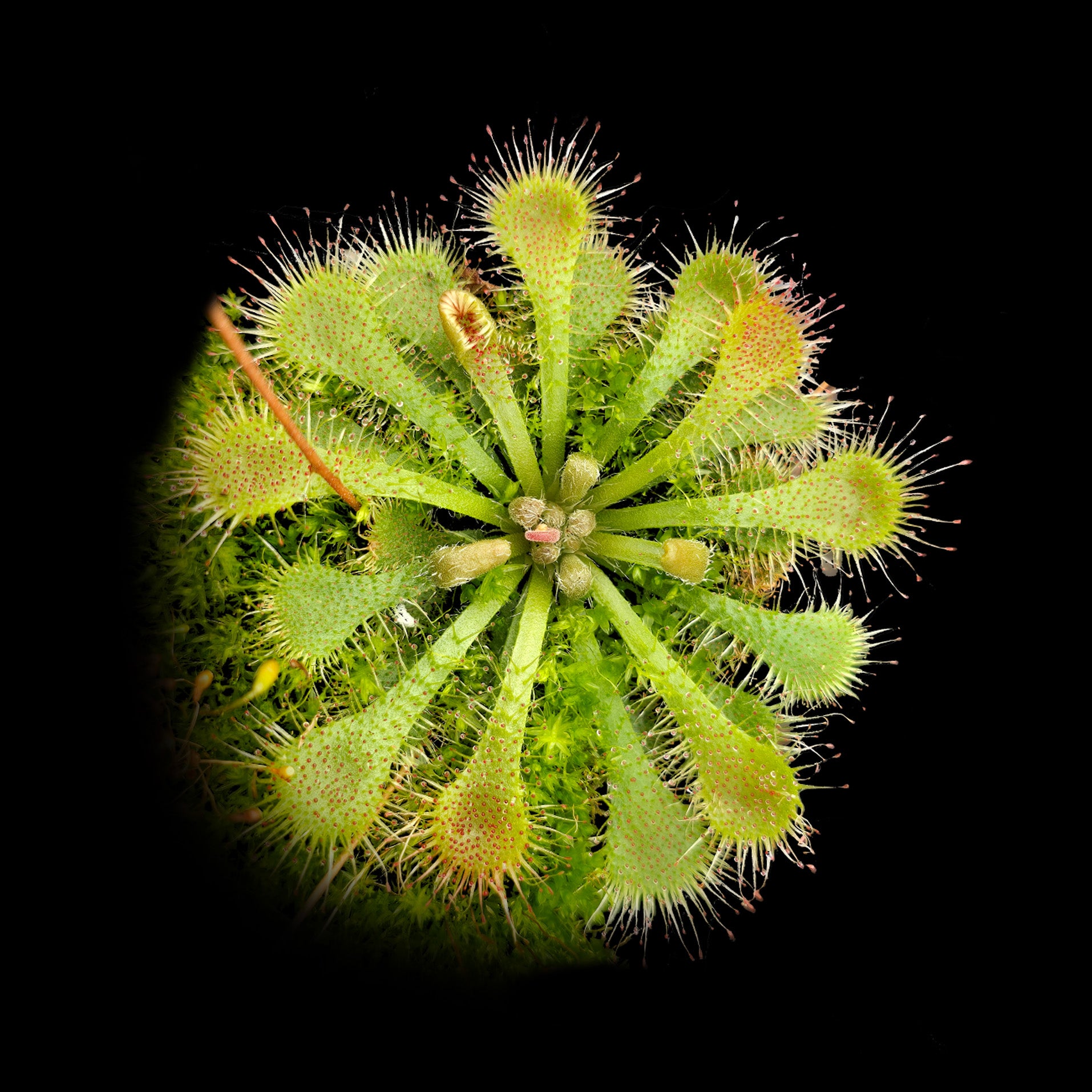 Drosera spatulata