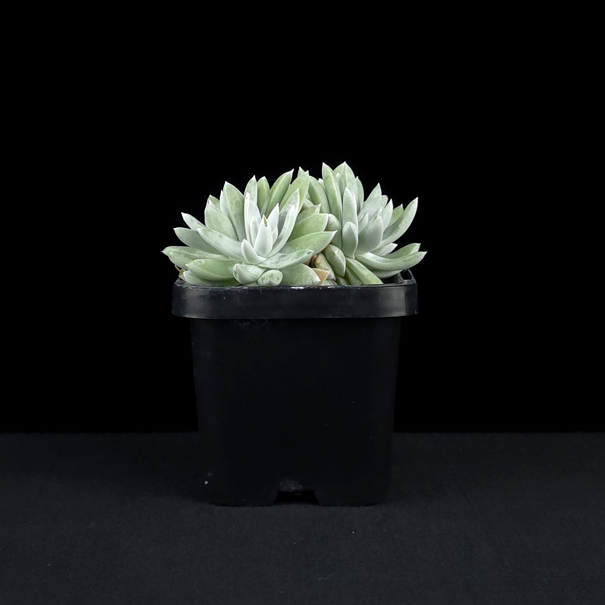 Dudleya gnoma 'White Sprite'