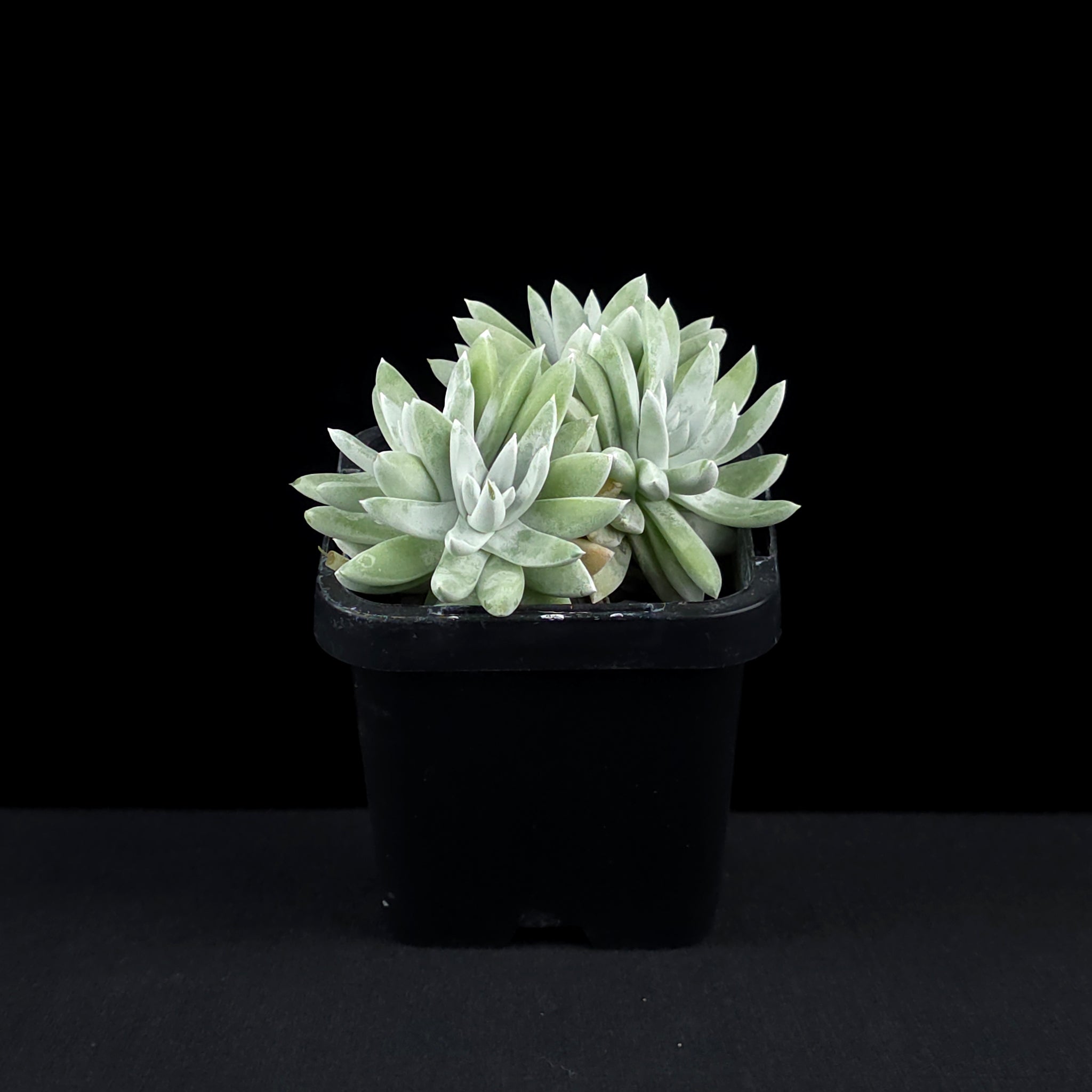 Dudleya gnoma 'White Sprite'