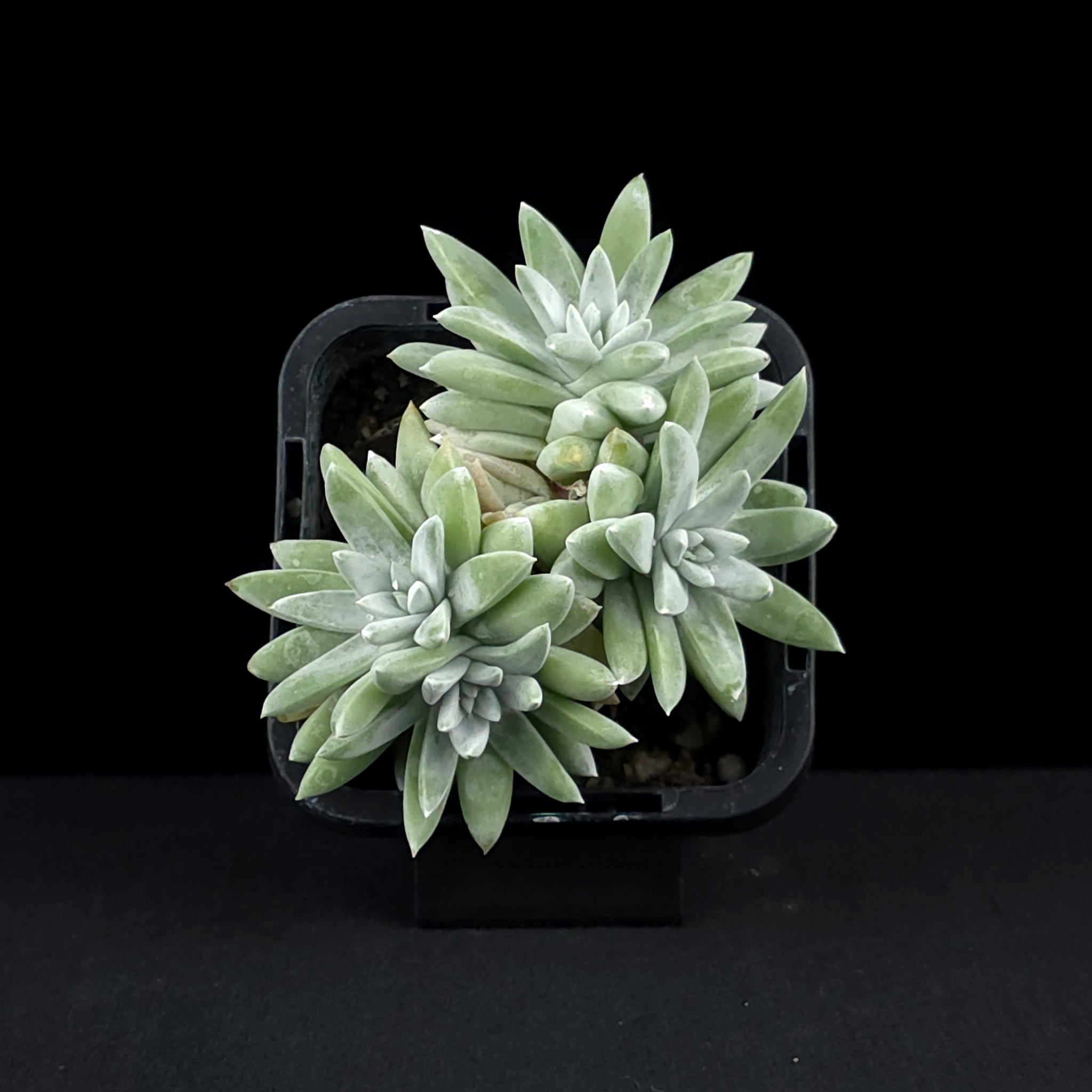 Dudleya gnoma 'White Sprite'