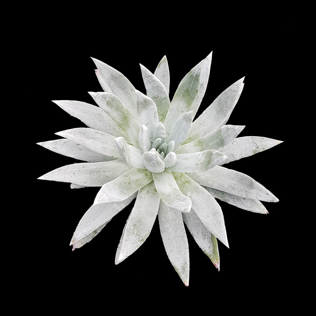 Dudleya species