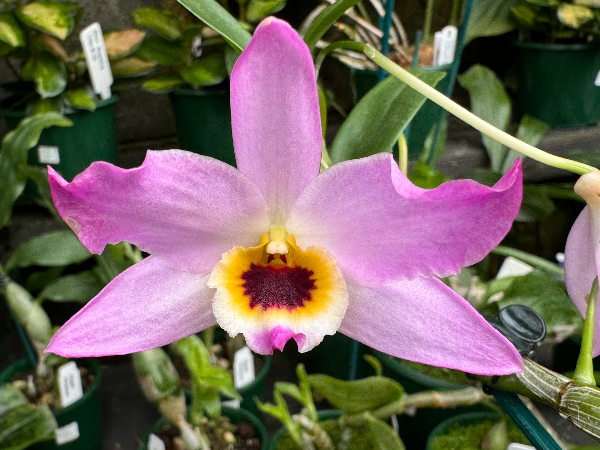 Dendrobium trantuanii 100mm potted