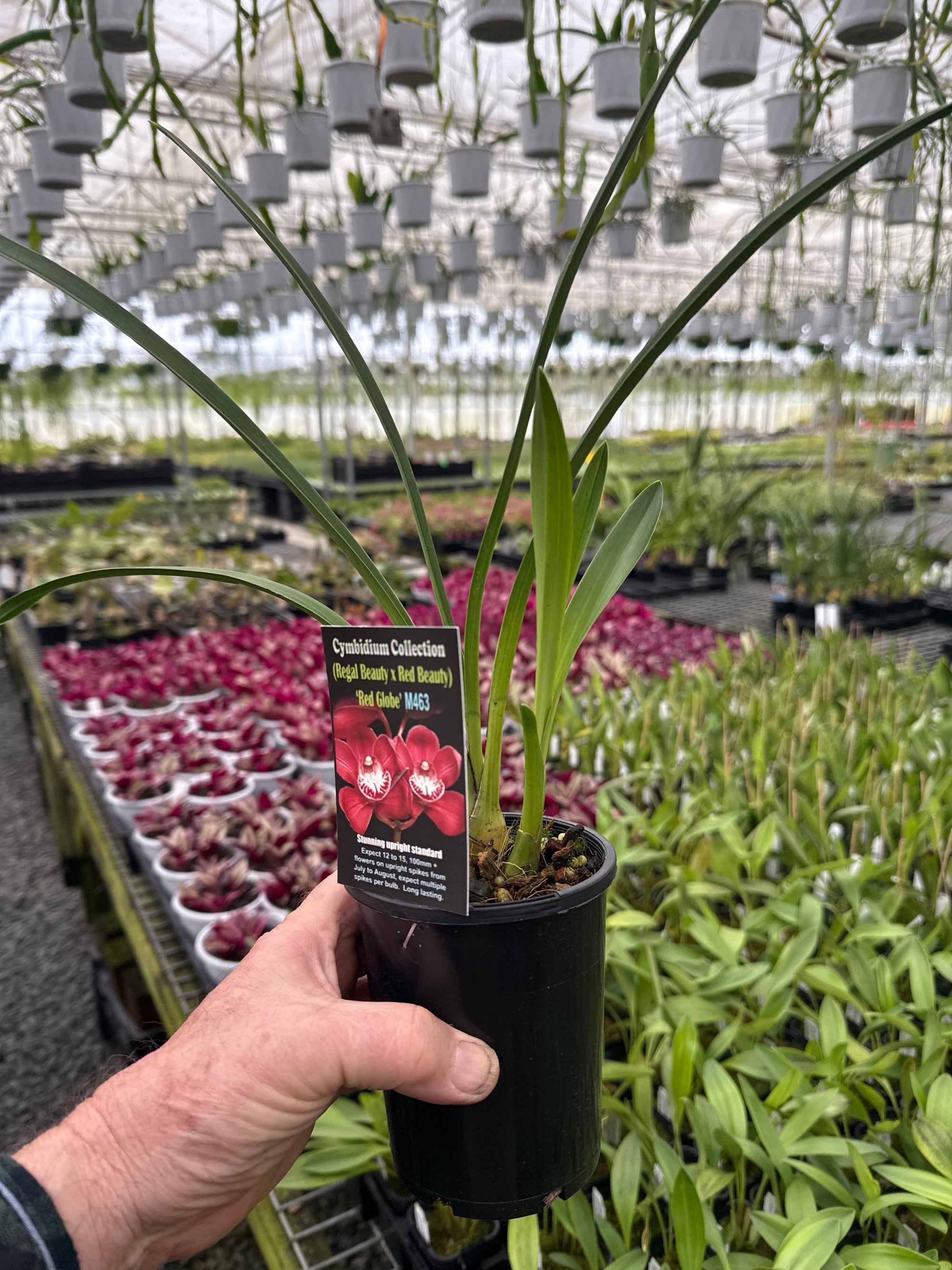 Cymbidium (Regal Beauty x Red Beauty) 'Red Globe'