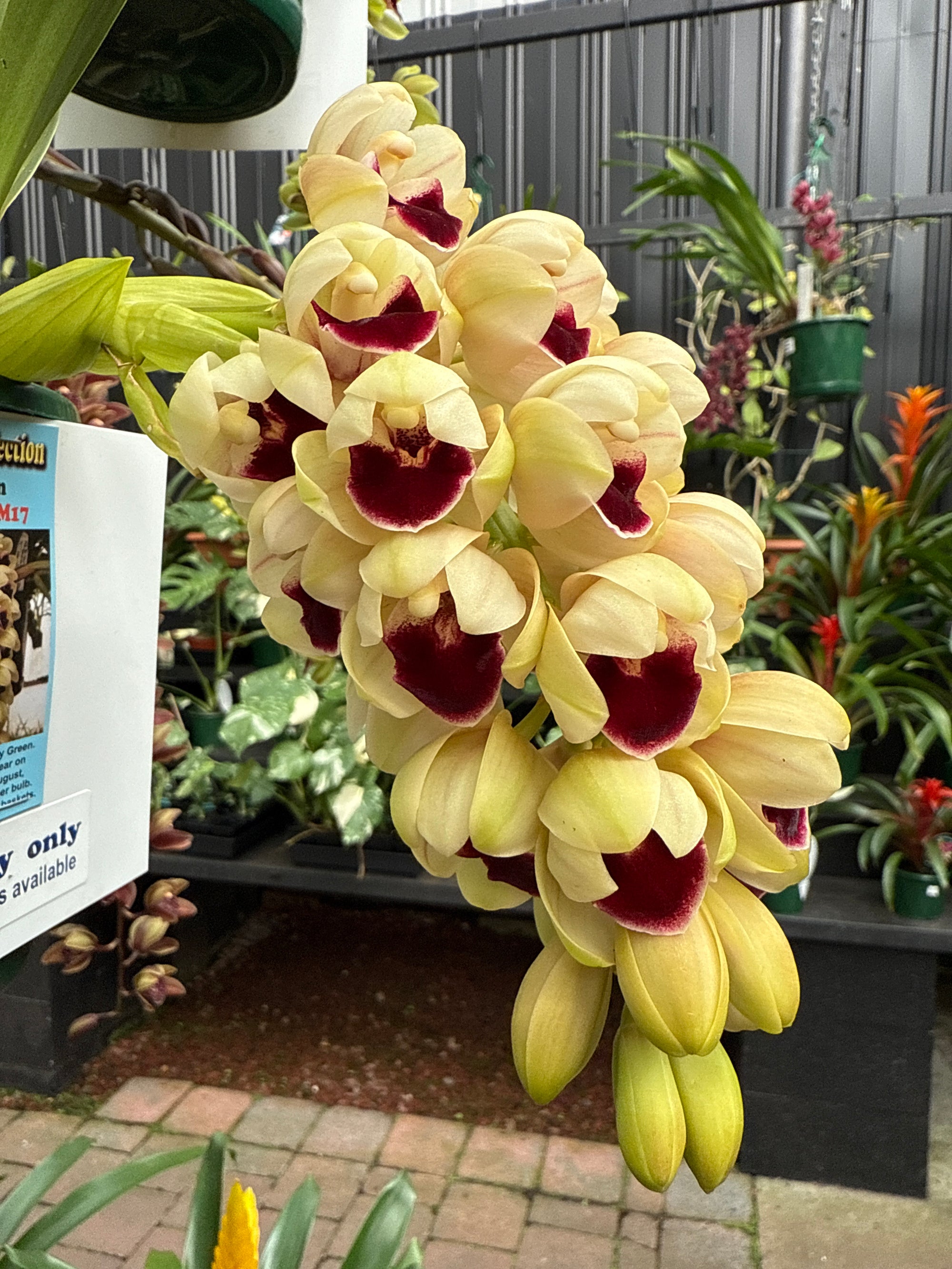 Cymbidium Mary Green 'Bonanza'