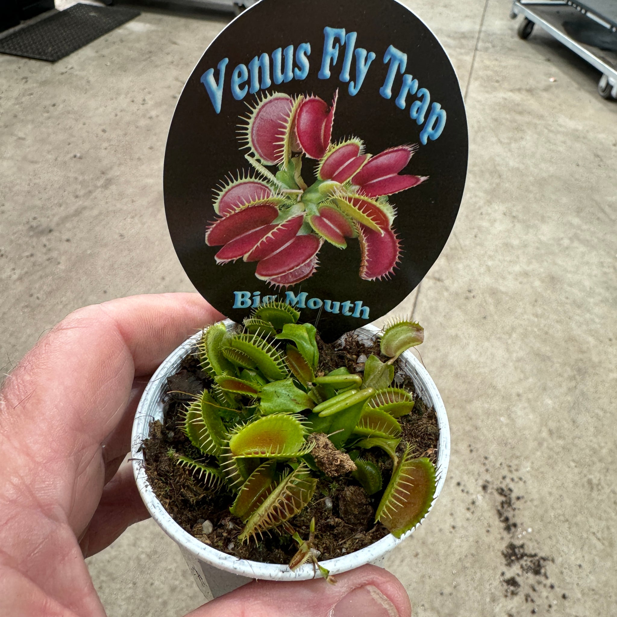 Venus Fly Trap 'Big Mouth' Dionaea muscipula