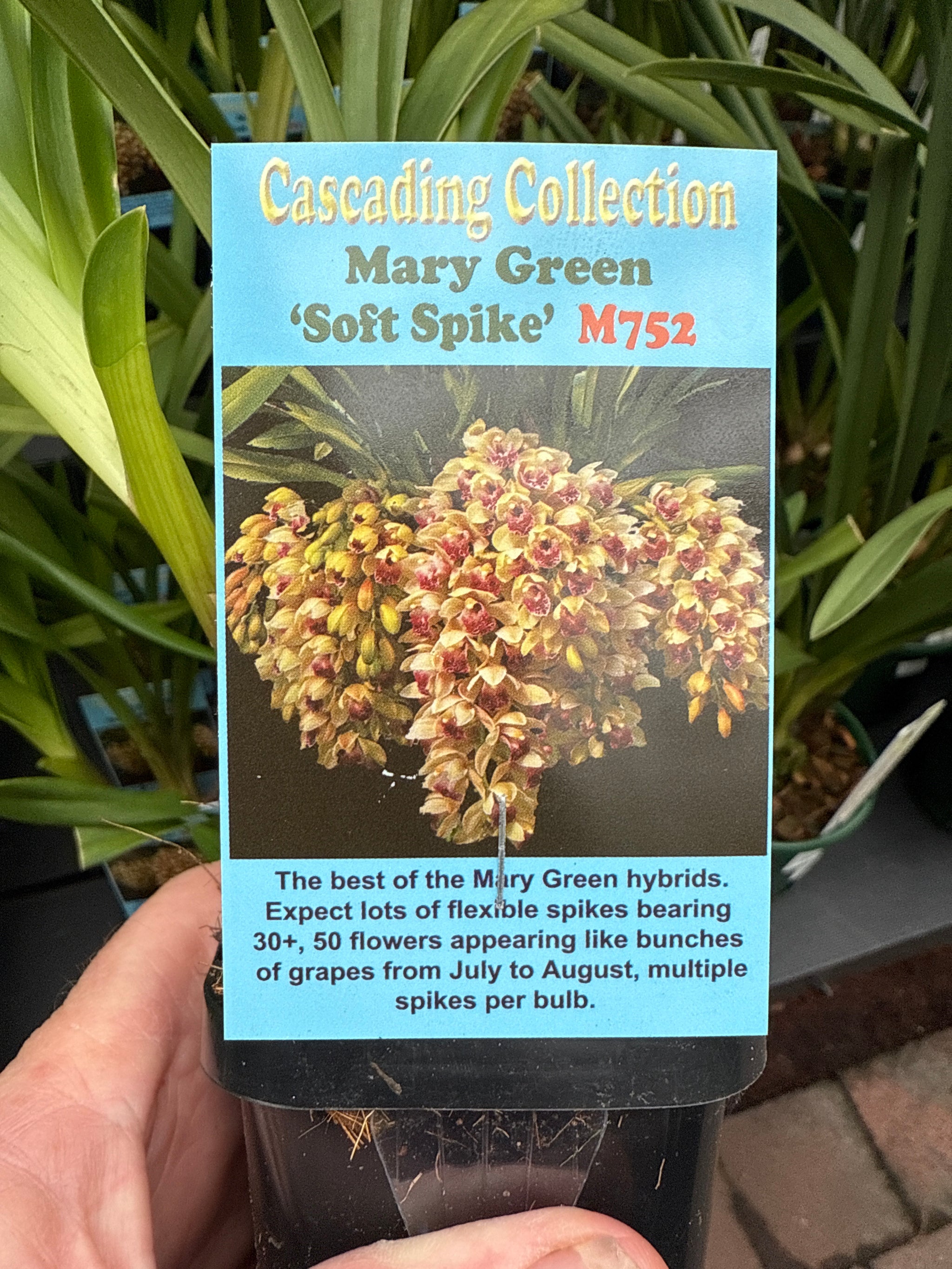 Cymbidium Mary Green 'Soft Spike'