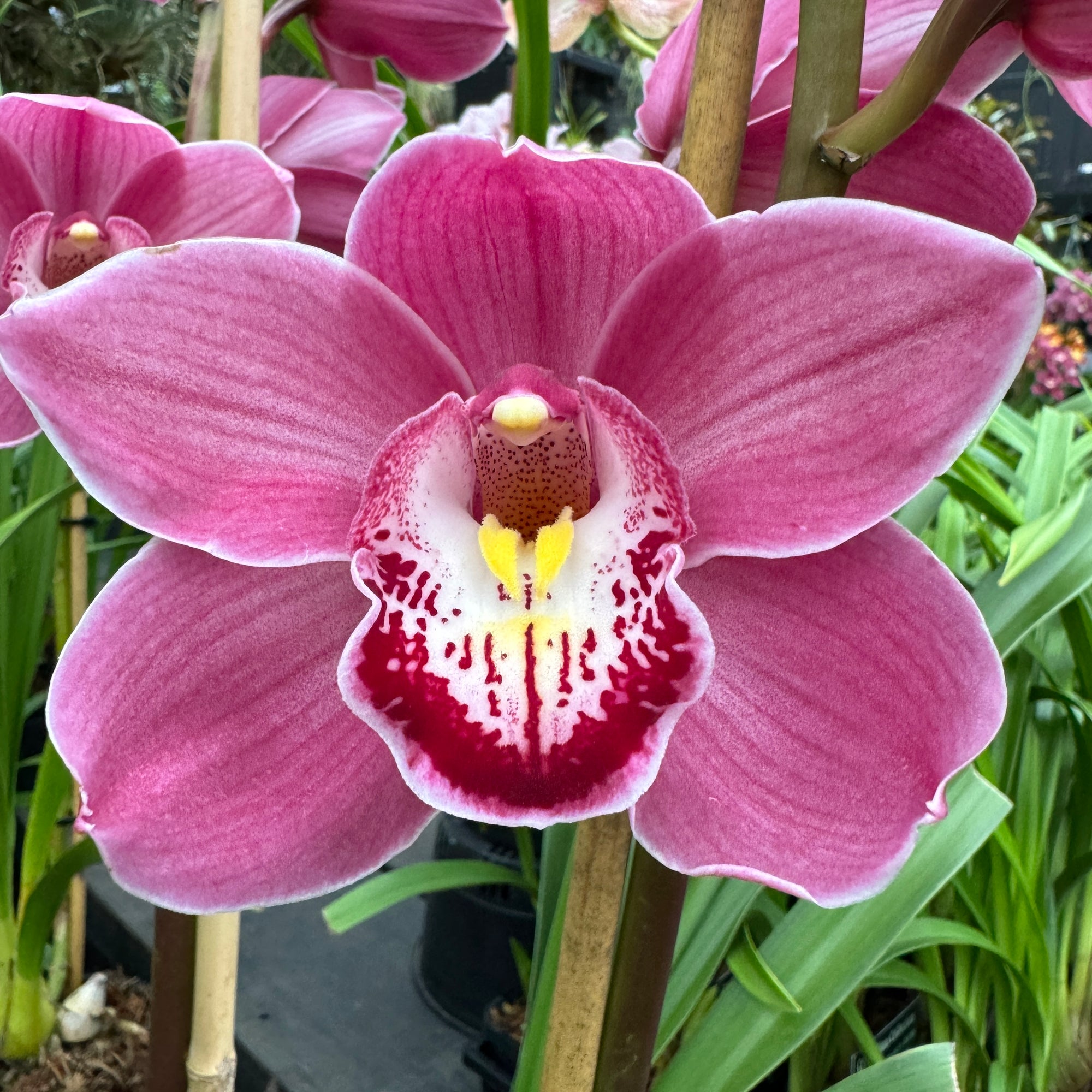 Cymbidium Ruby Anniversary 'Pink Surprise'