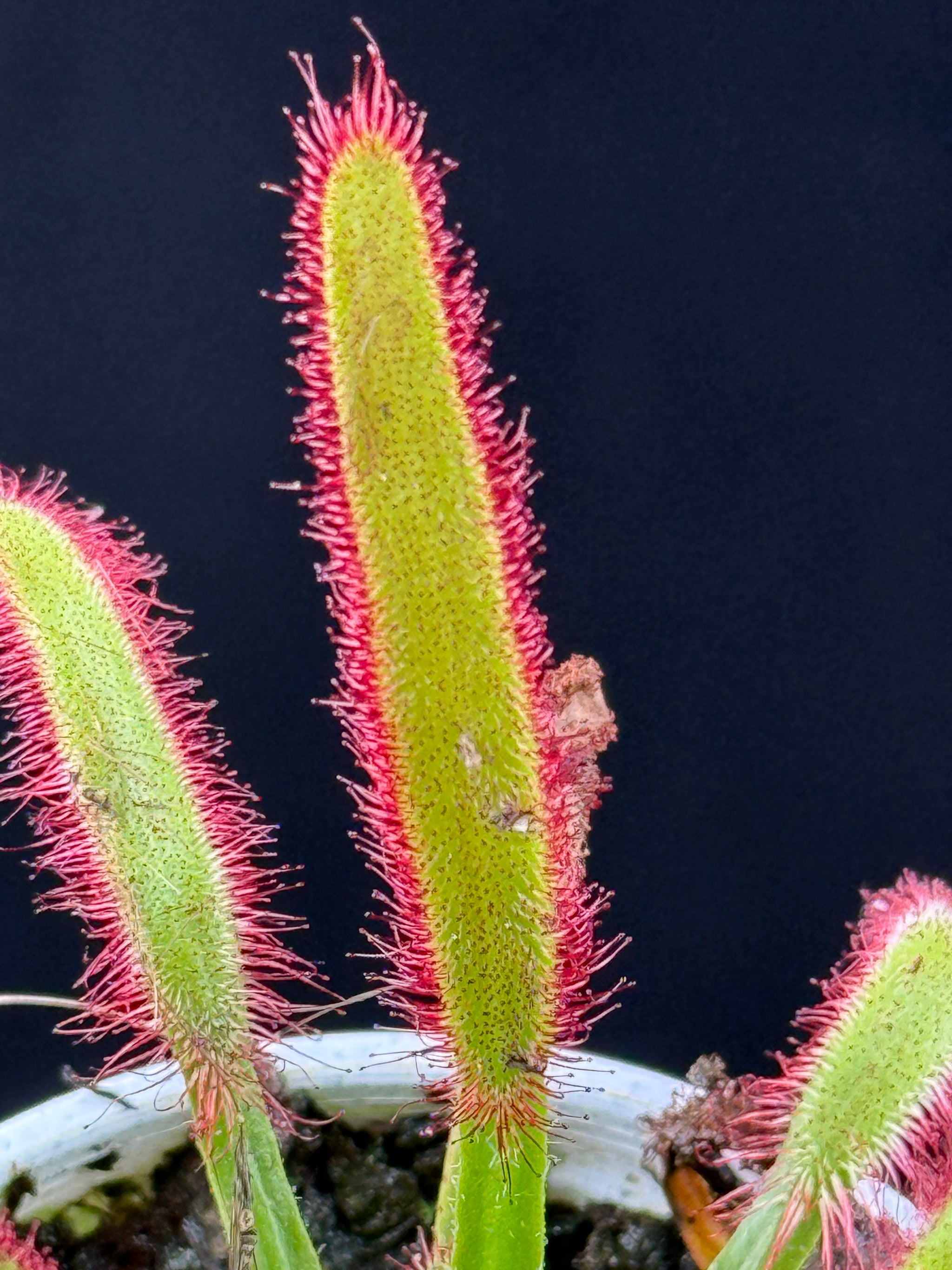 Drosera capensis (Broad Leaf)