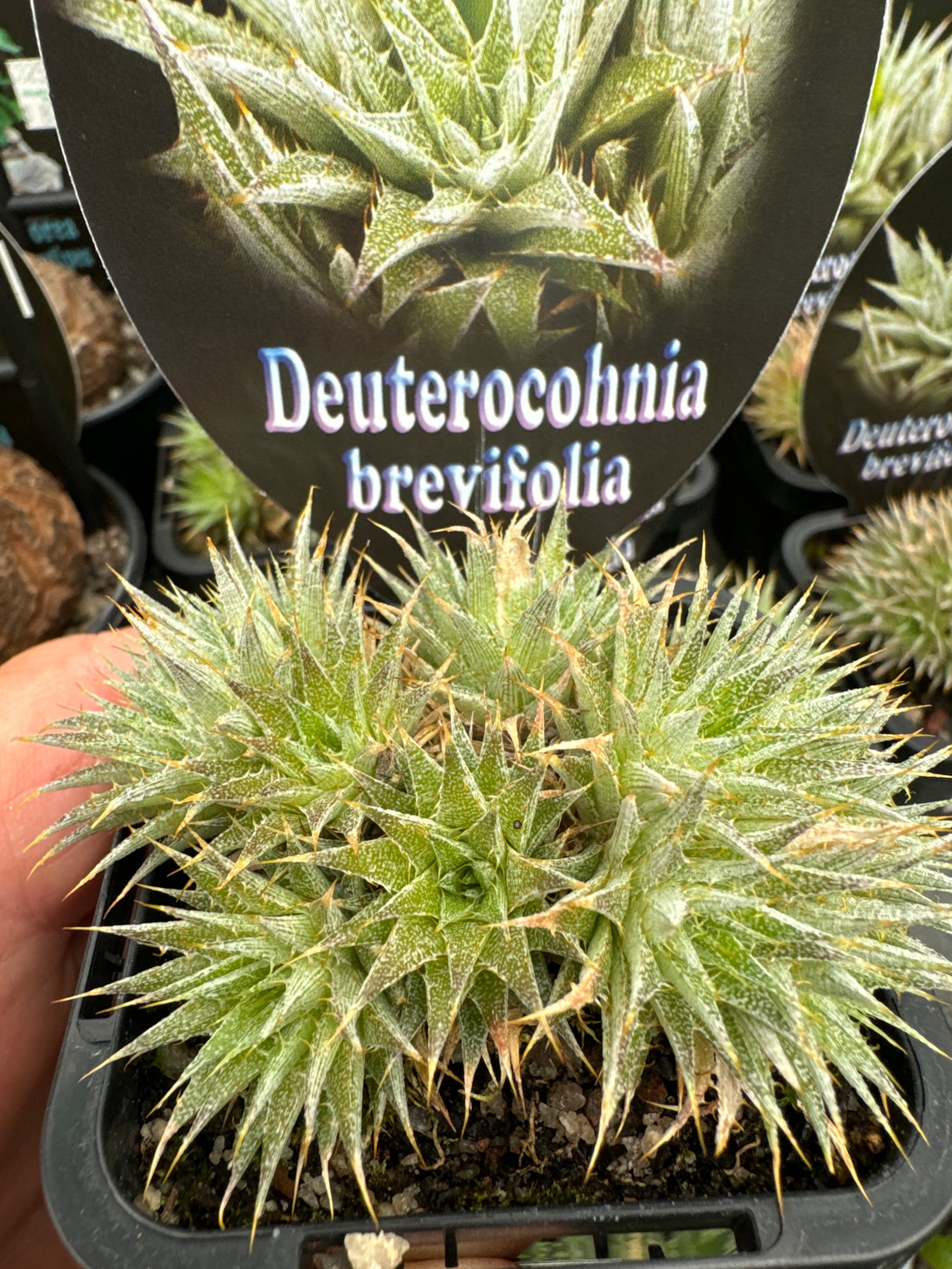 Deuterocohnia  brevifolia   Fine form