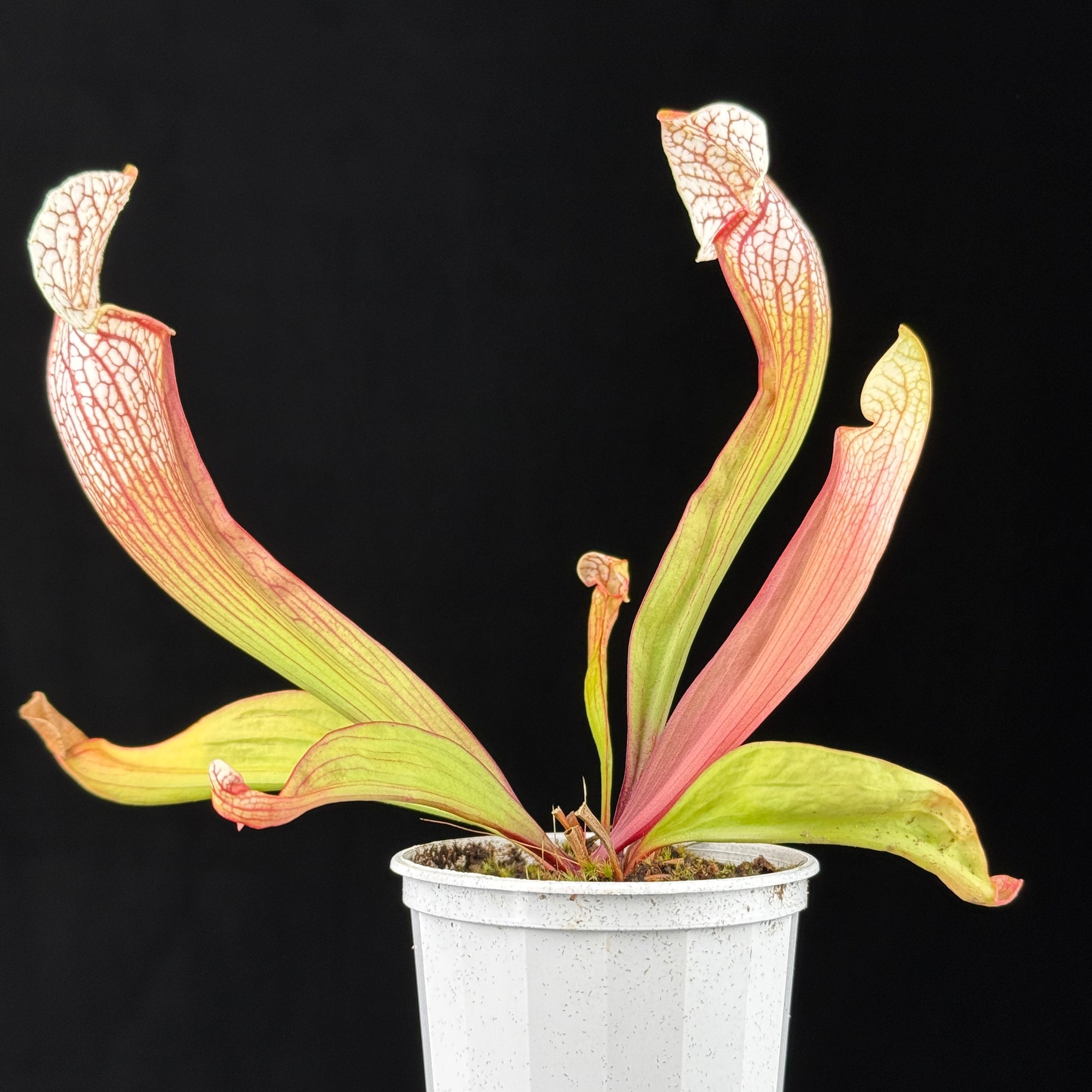 Sarracenia Umlauftiana
