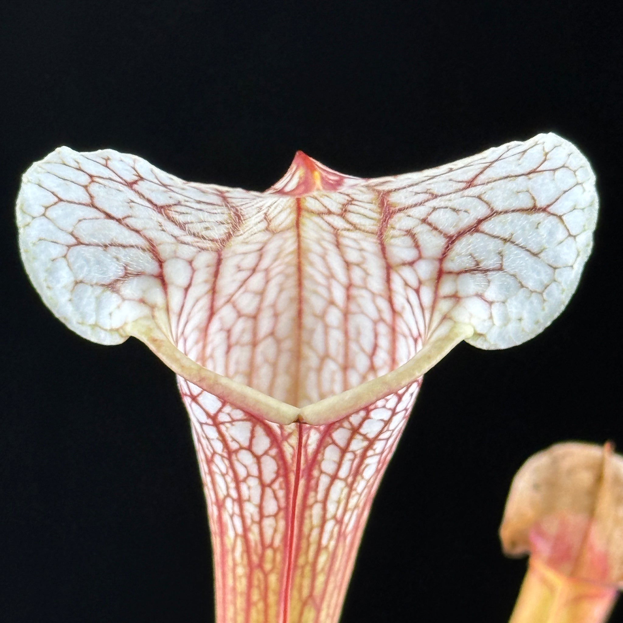 Sarracenia Umlauftiana