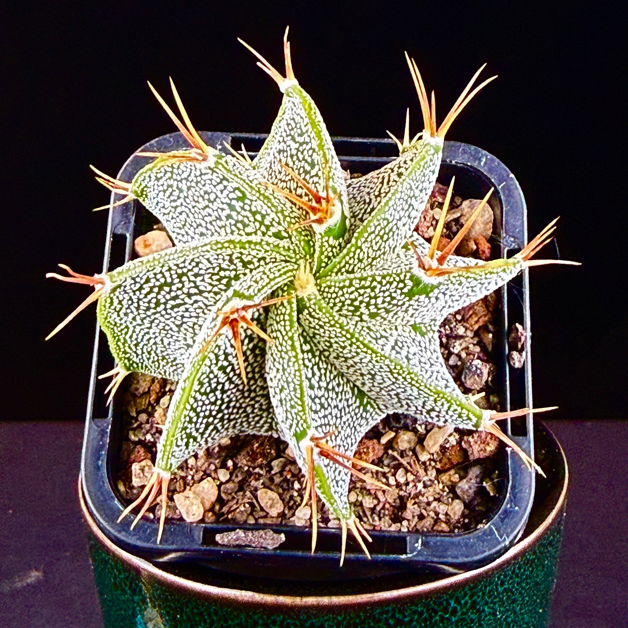 Astrophytum ornatum