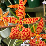 Renanthera monachica