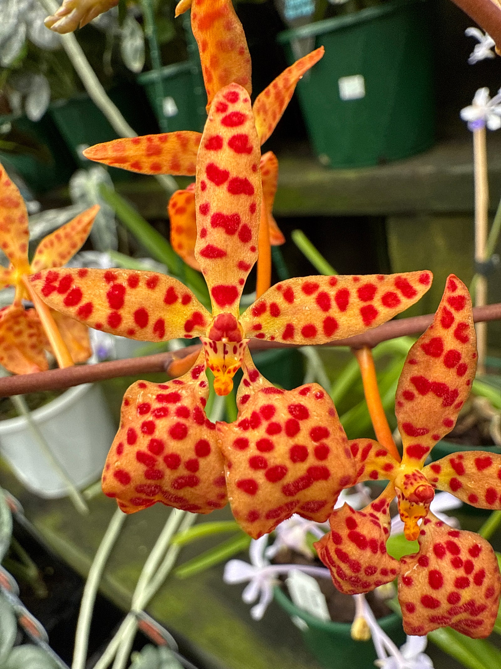Renanthera monachica