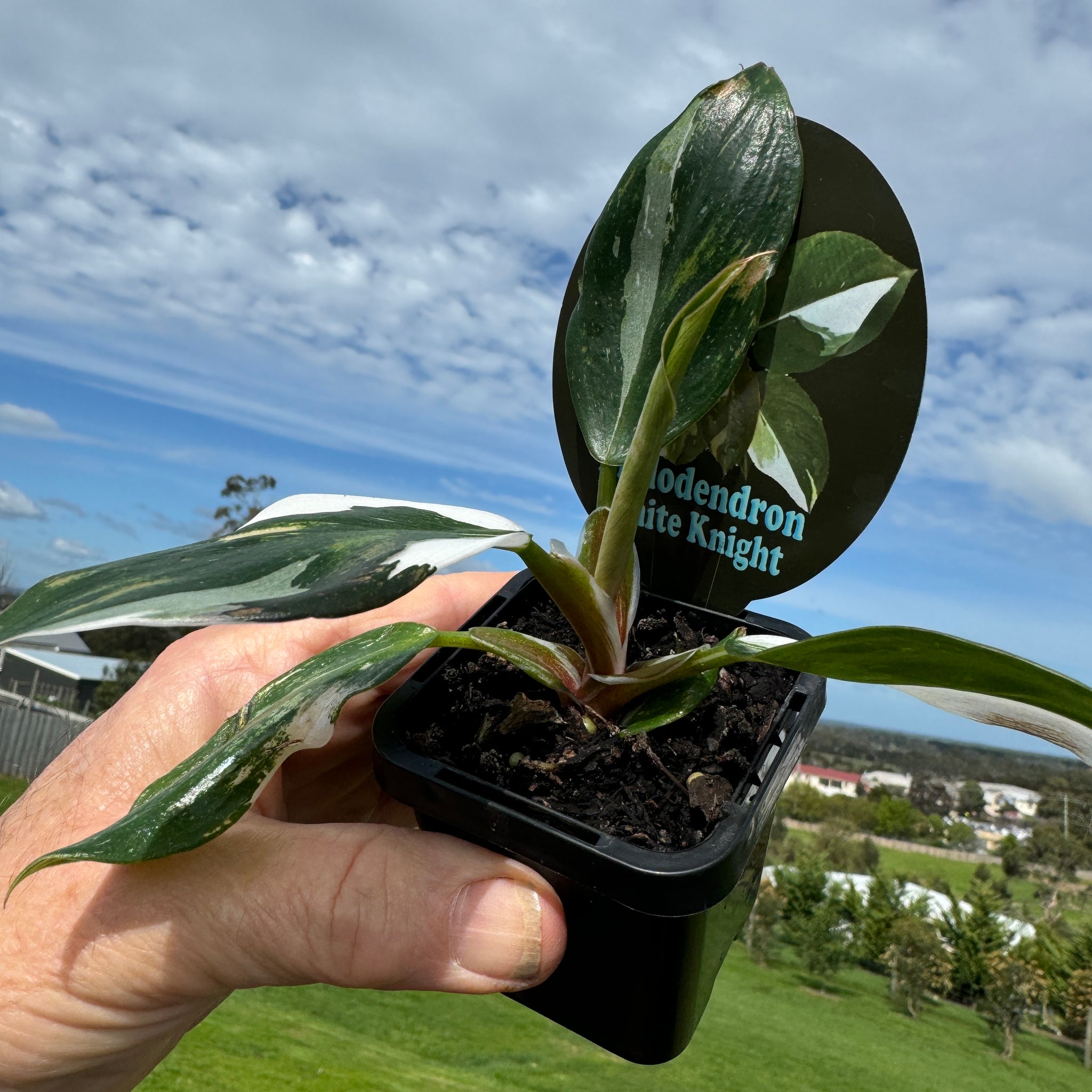 Philodendron erubescens 'White Knight'