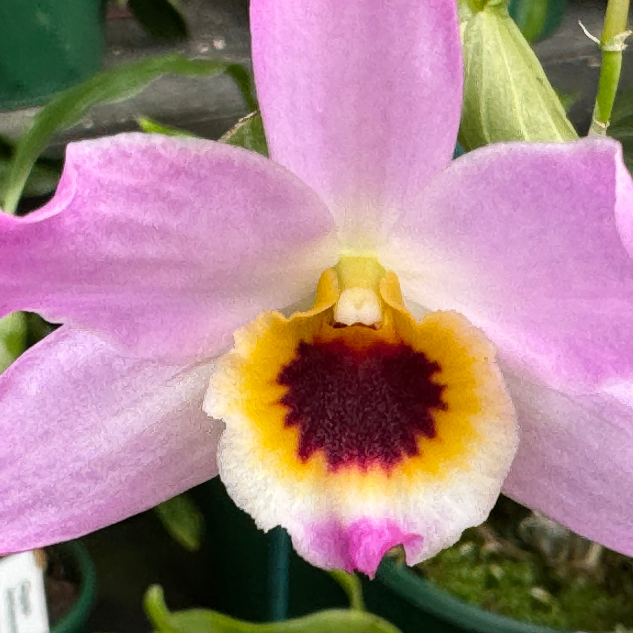 Dendrobium trantuanii 100mm potted