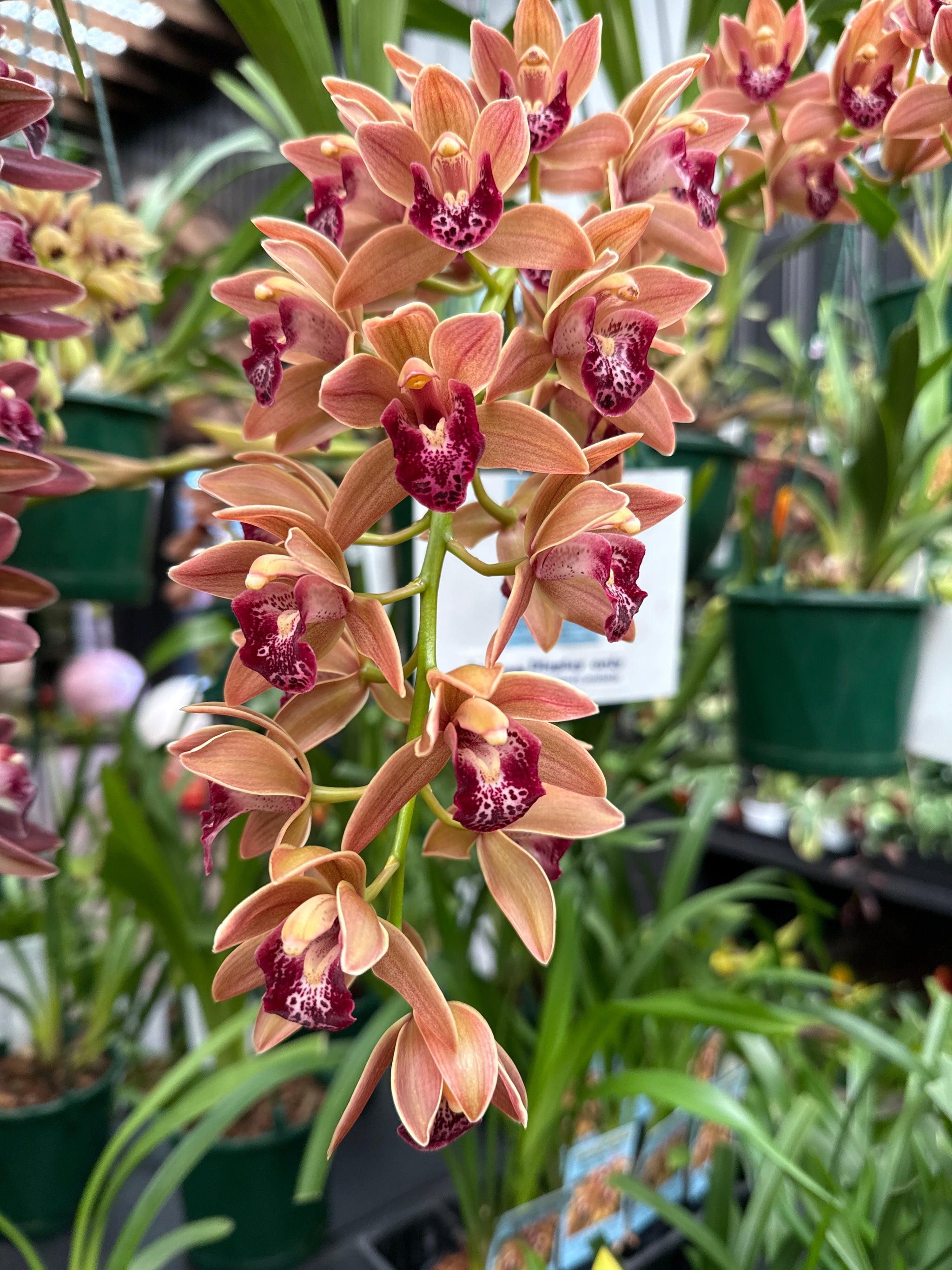 Cymbidium Paradisian Tiger 'Ochre Falls'