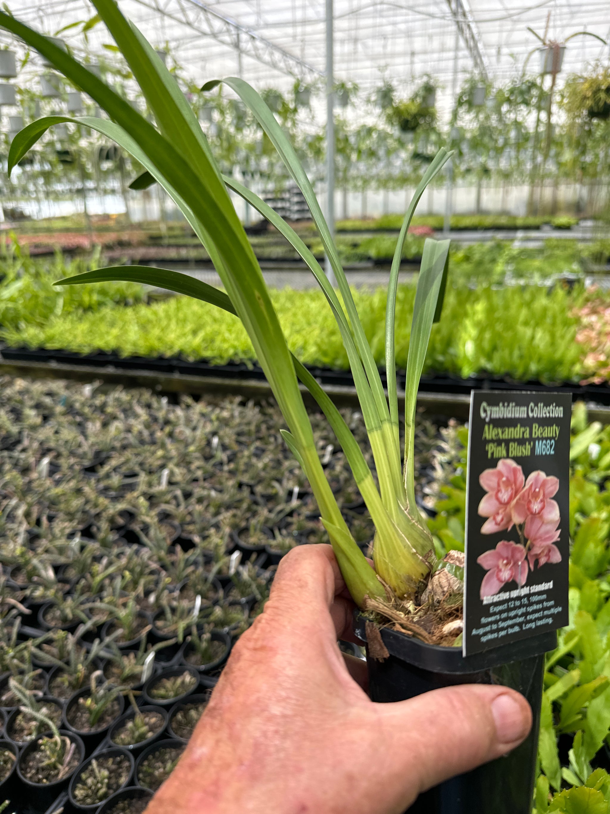 Cymbidium Alexandra Beauty 'Pink Blush' monster sized 66mm potted bulb and lead