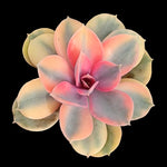 Echeveria x hybrid 'West Rainbow'