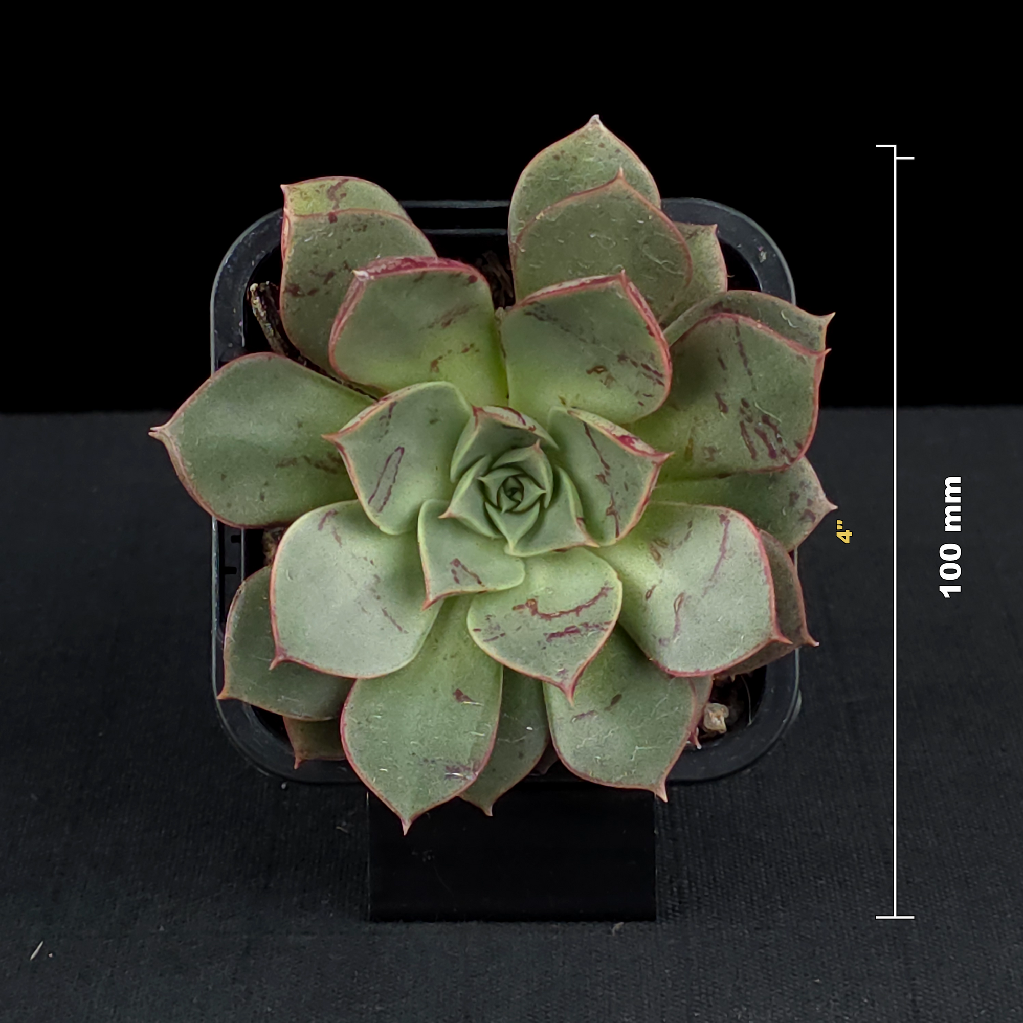 Echeveria 'Astarensis'