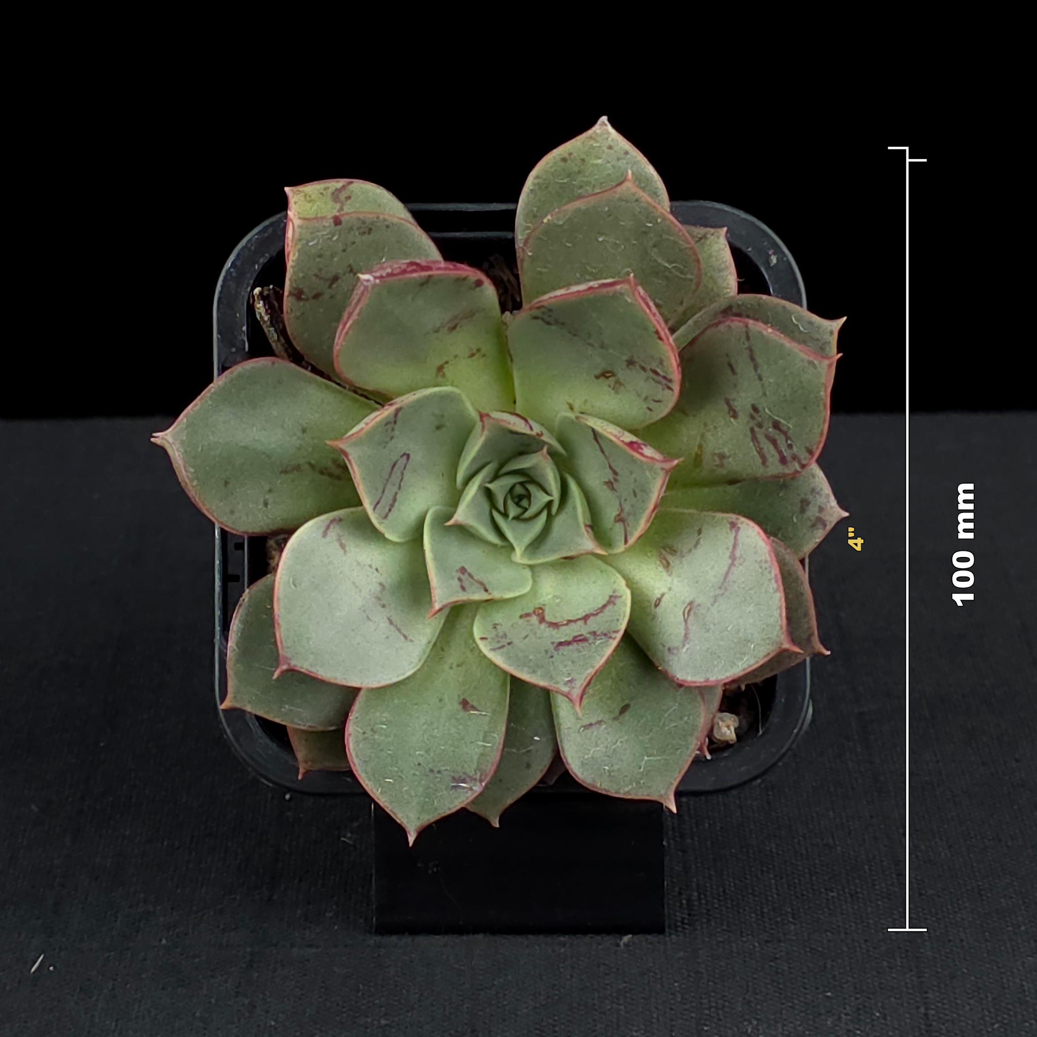 Echeveria 'Astarensis'