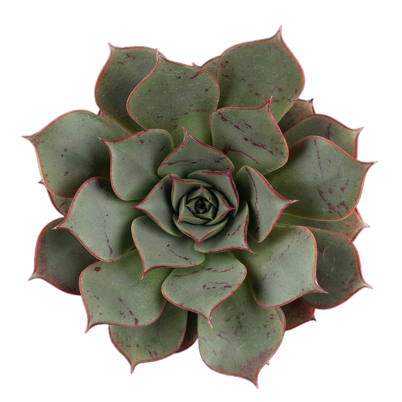 Echeveria 'Astarensis'