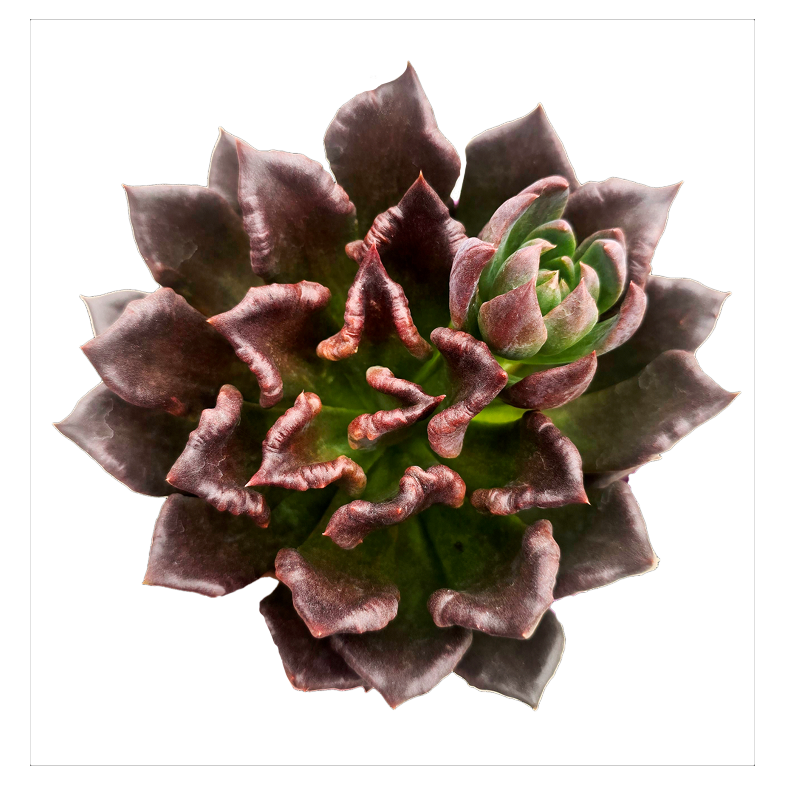 Echeveria 'Black Madiba'