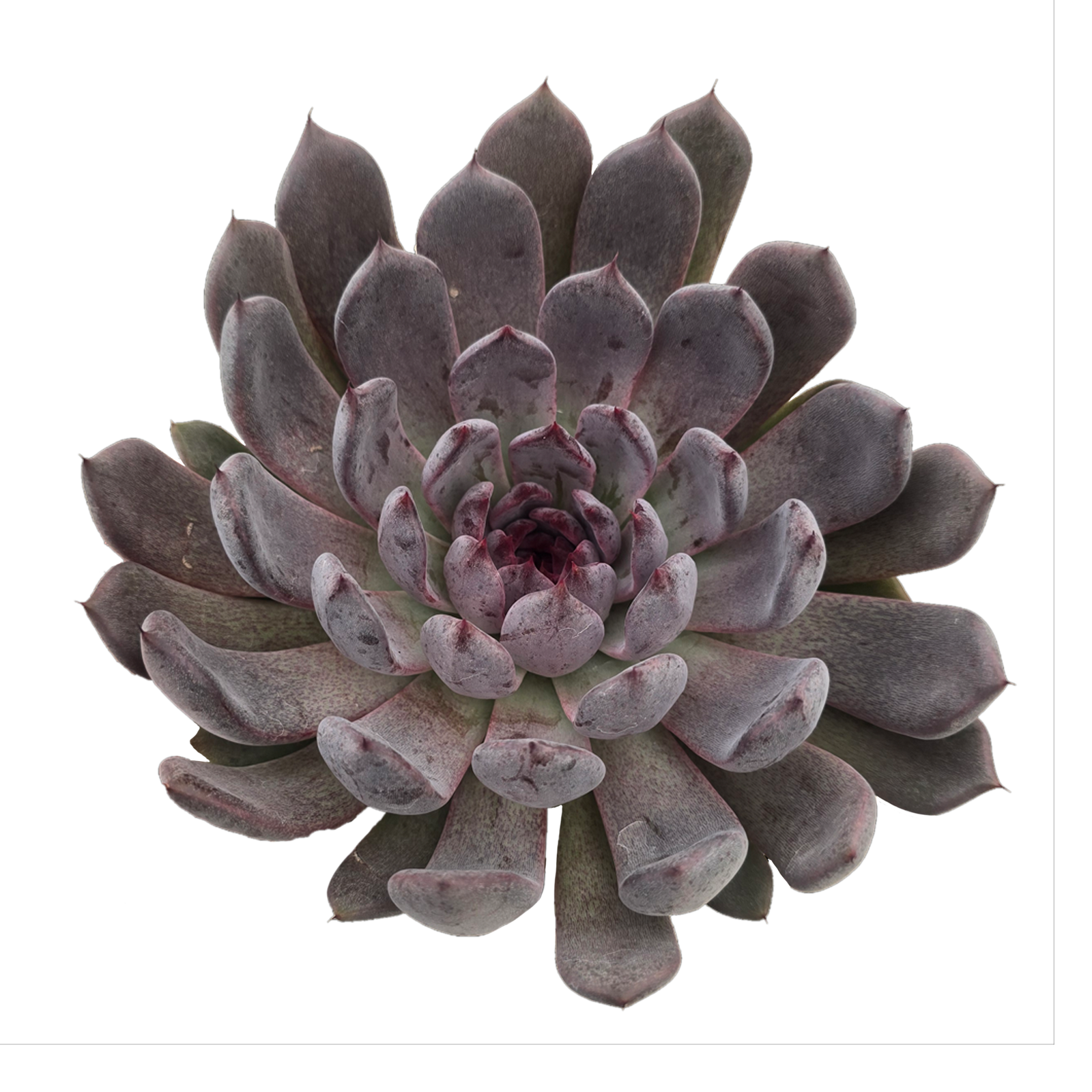 Echeveria 'Black Pearl'