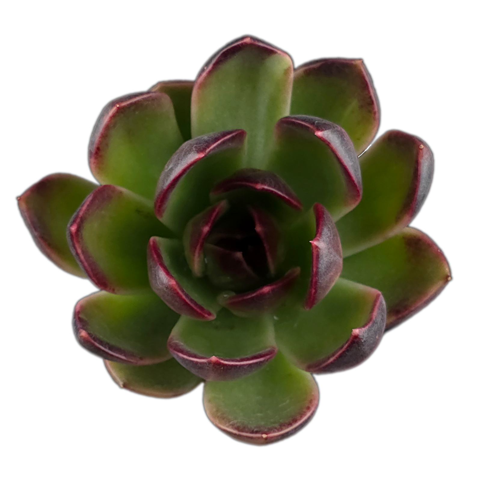 Echeveria 'Demon Eye'