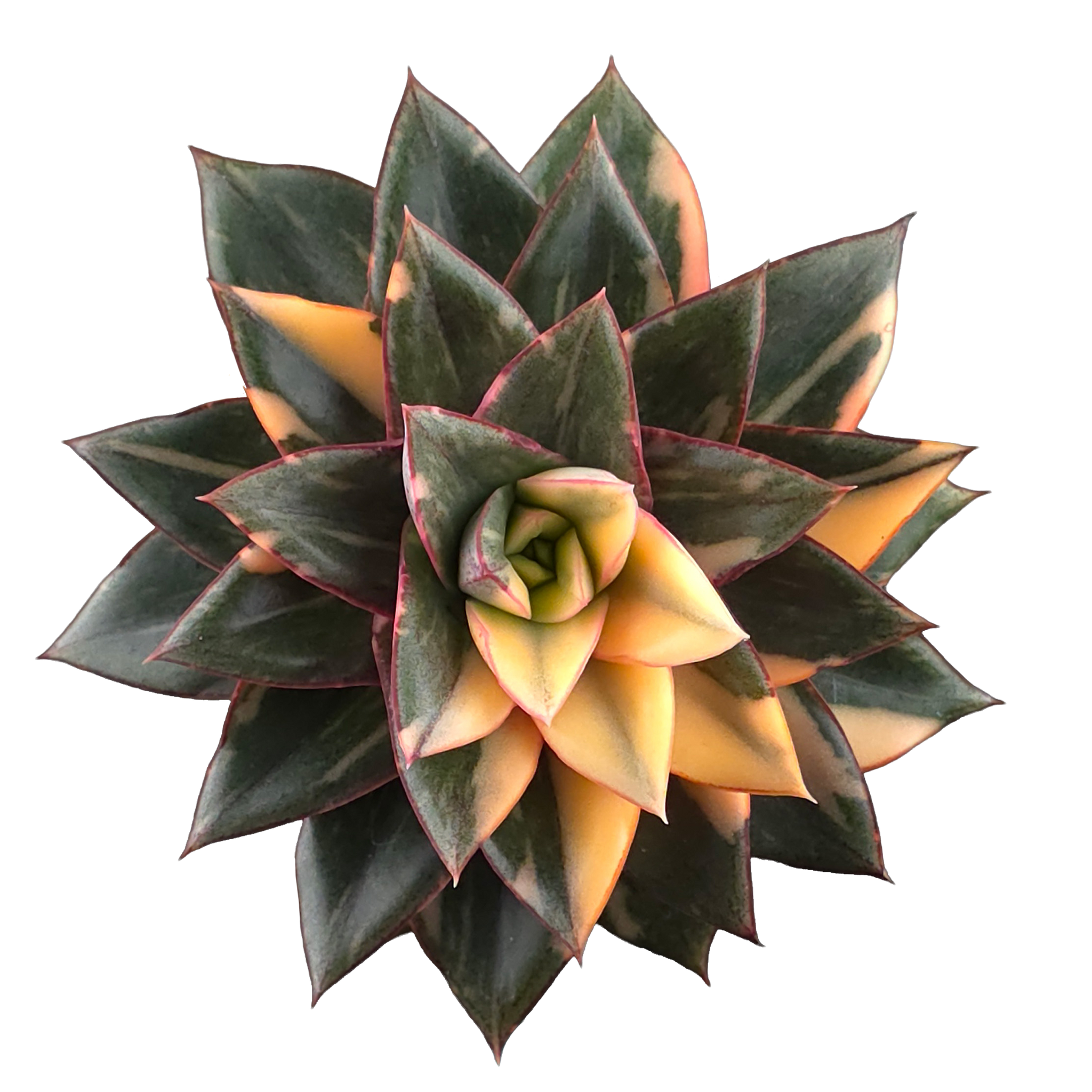 Echeveria Dionysos Monocerotis 'Variegata'