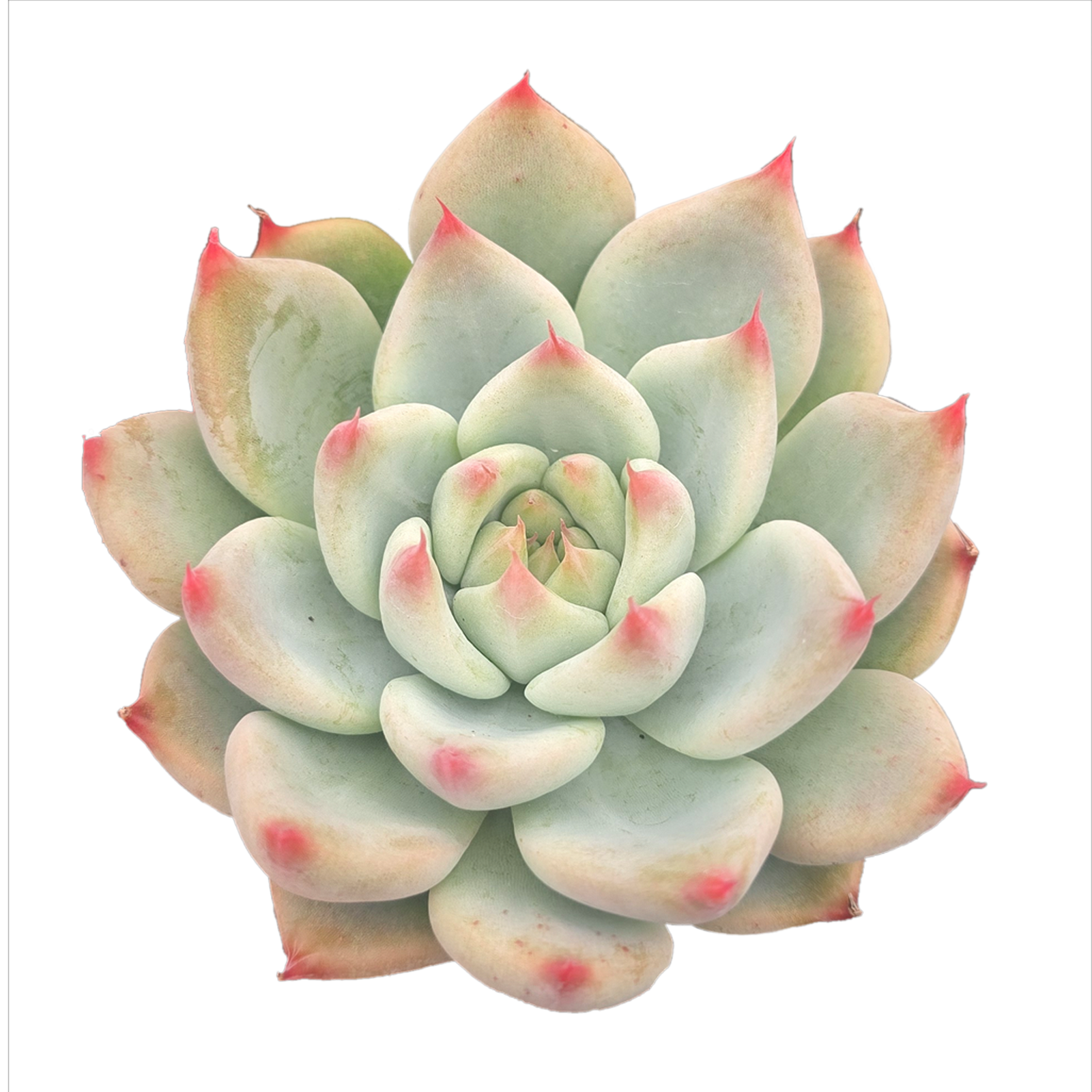 Echeveria 'Gold Rosa'