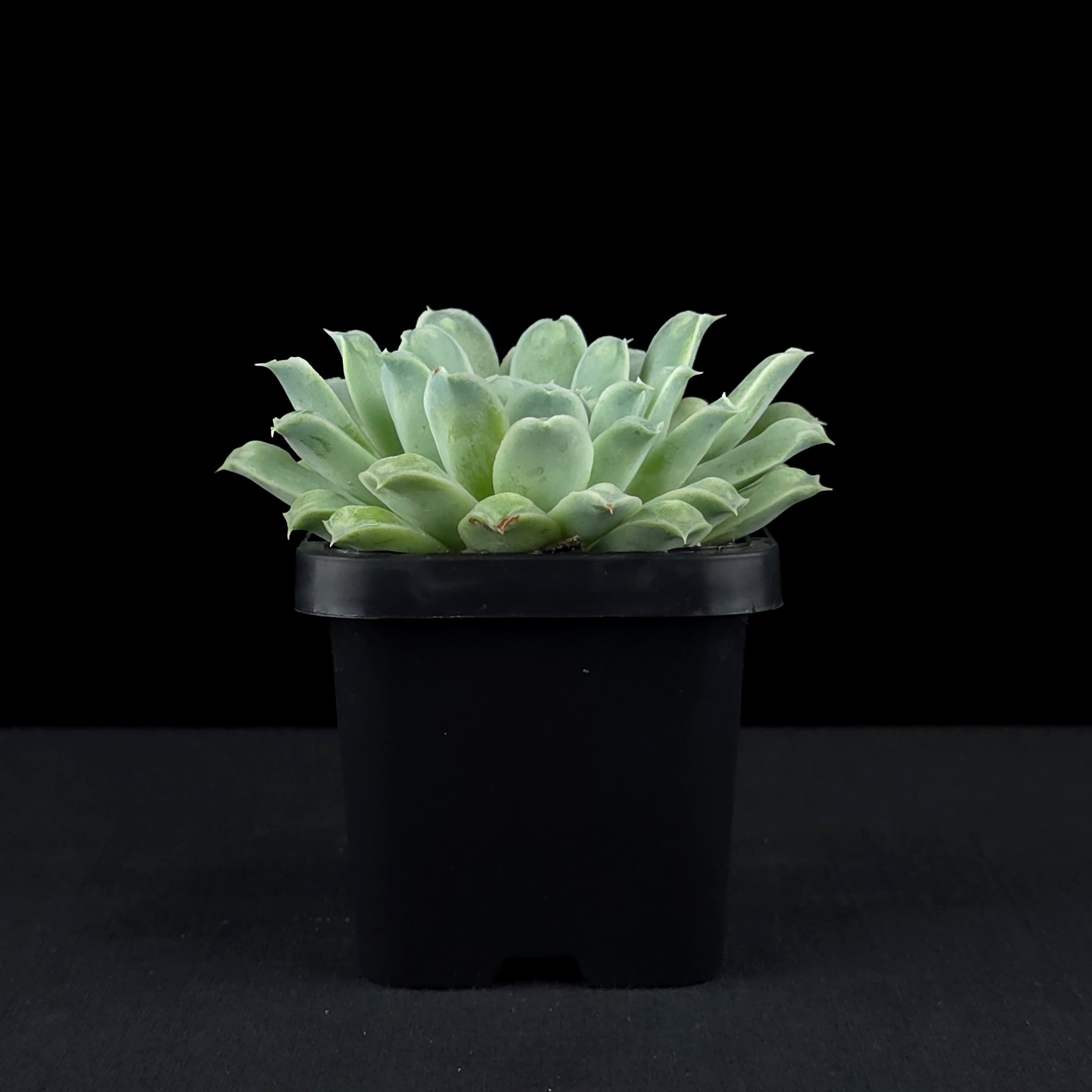 Echeveria 'Hearts Choice'