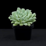 Echeveria 'Hearts Choice'