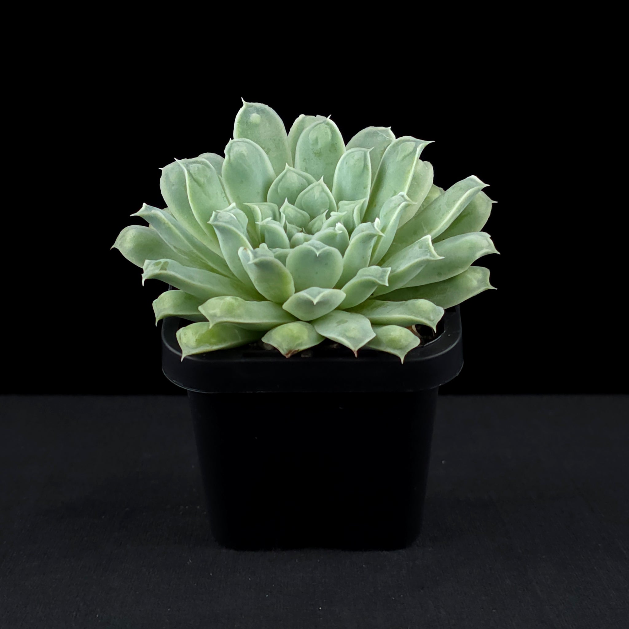 Echeveria 'Hearts Choice'