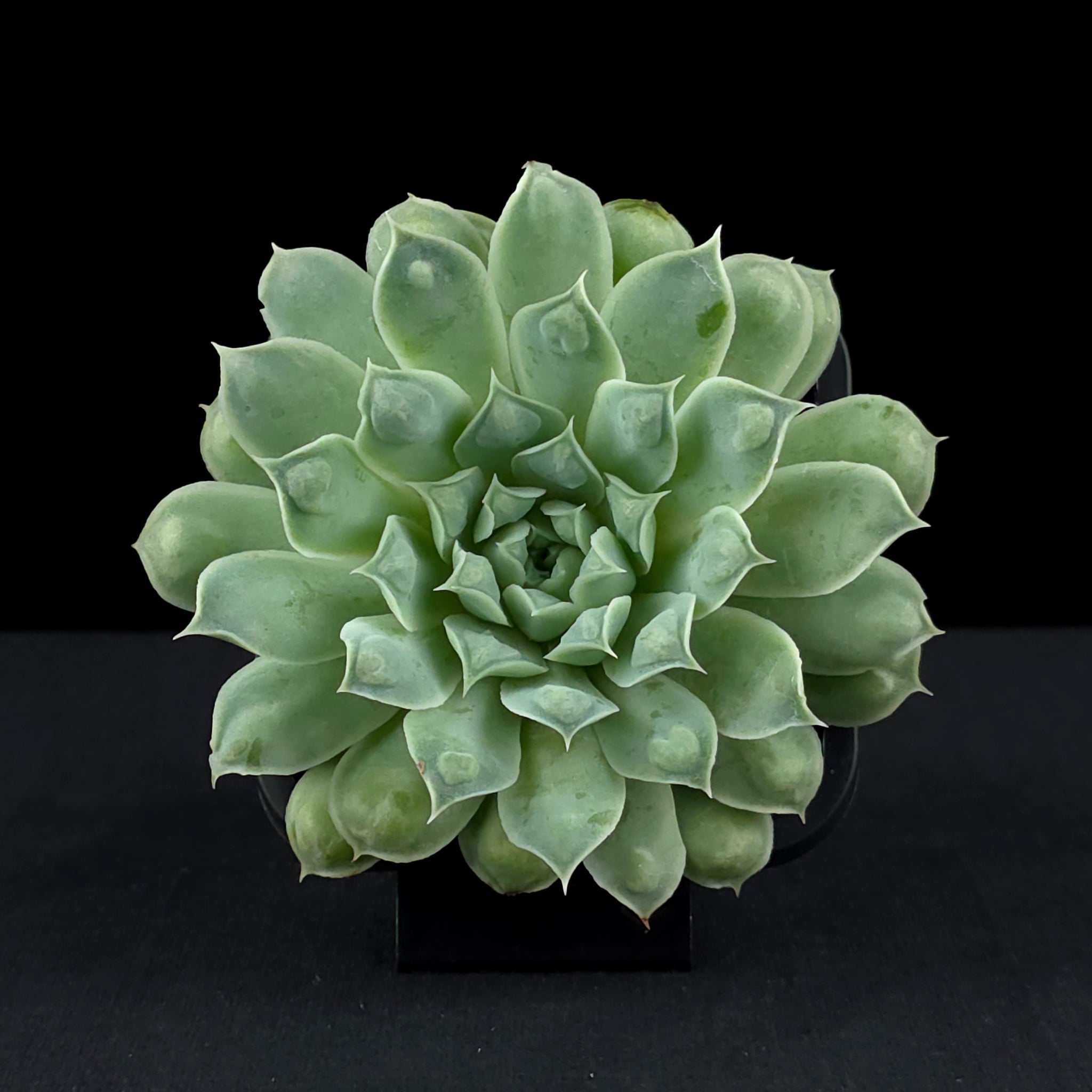 heart succulent echeveria cheyenne Echeveria 'Hearts Choice' – Collectors Online