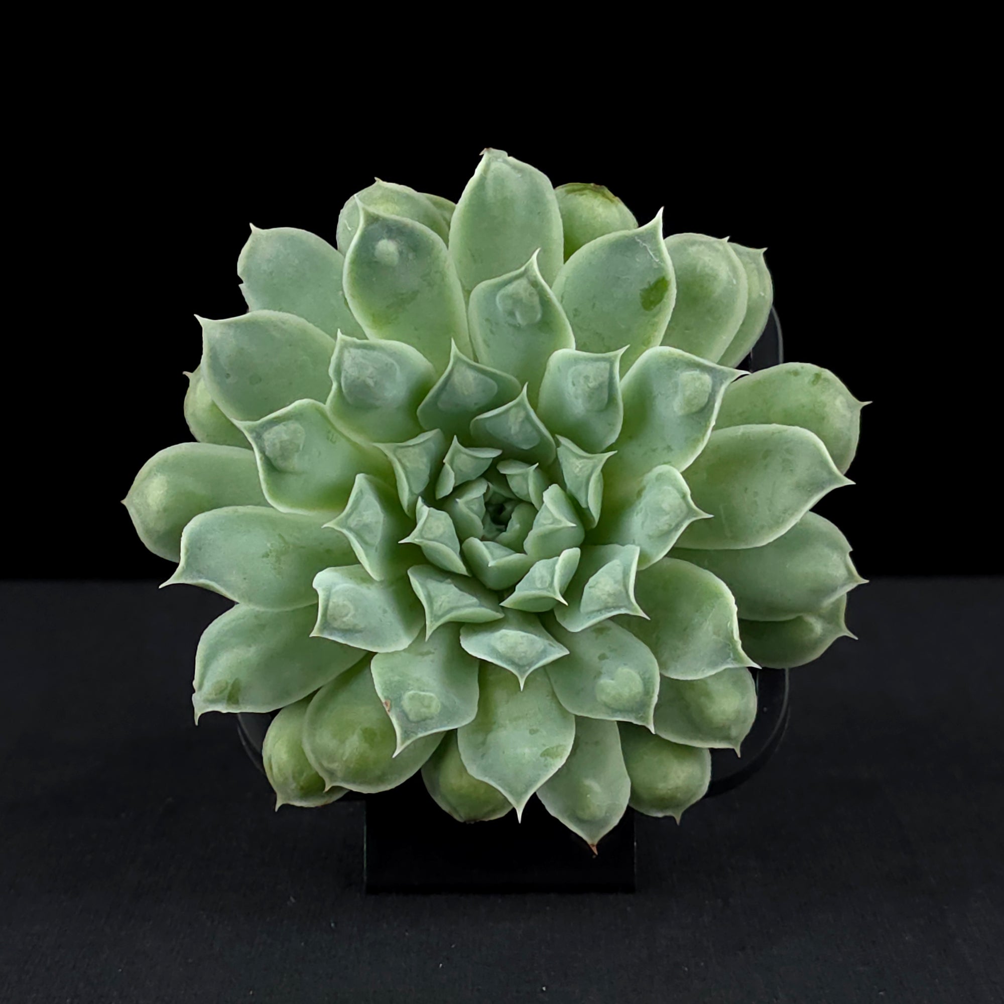 Echeveria 'Hearts Choice'