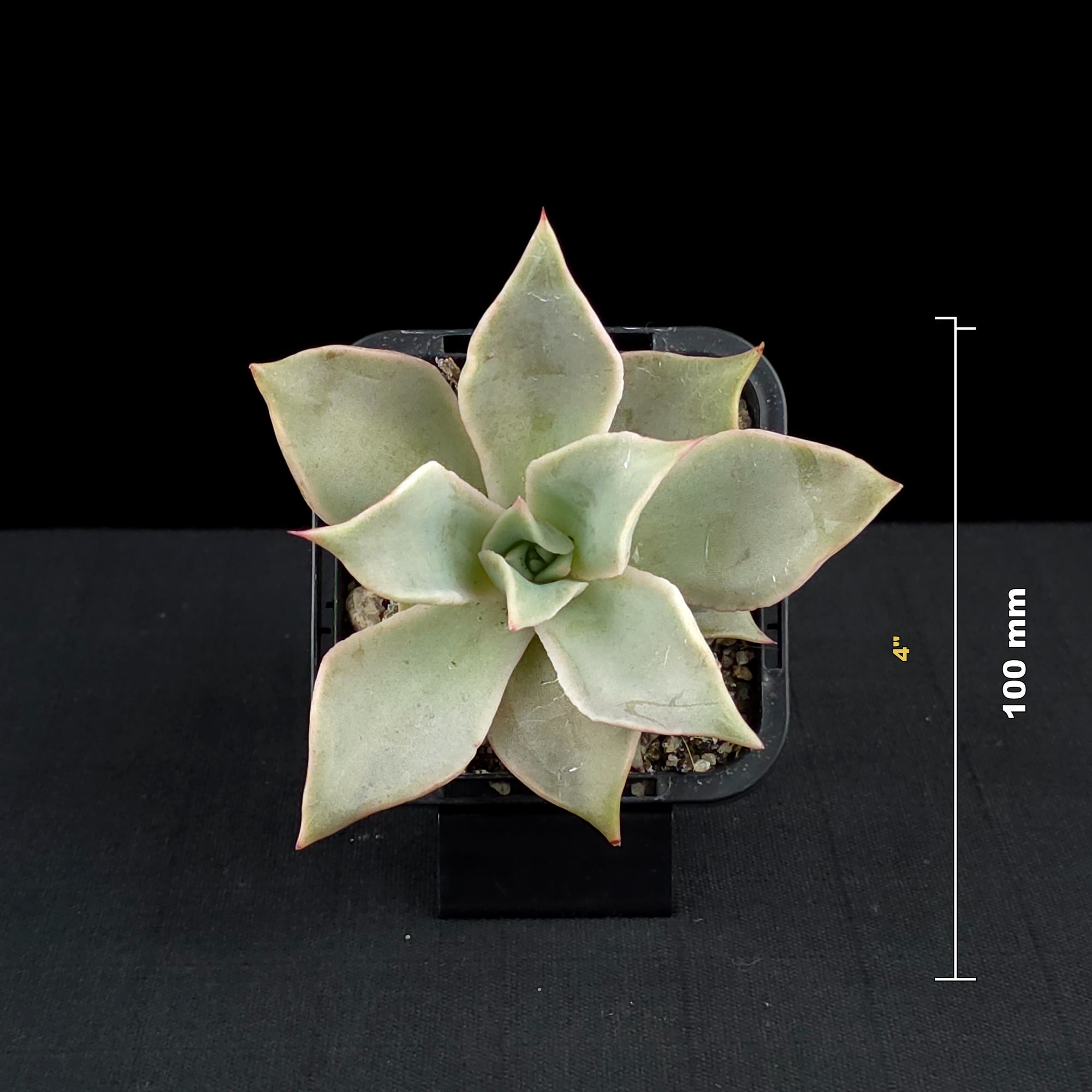 Echeveria 'Madiba'