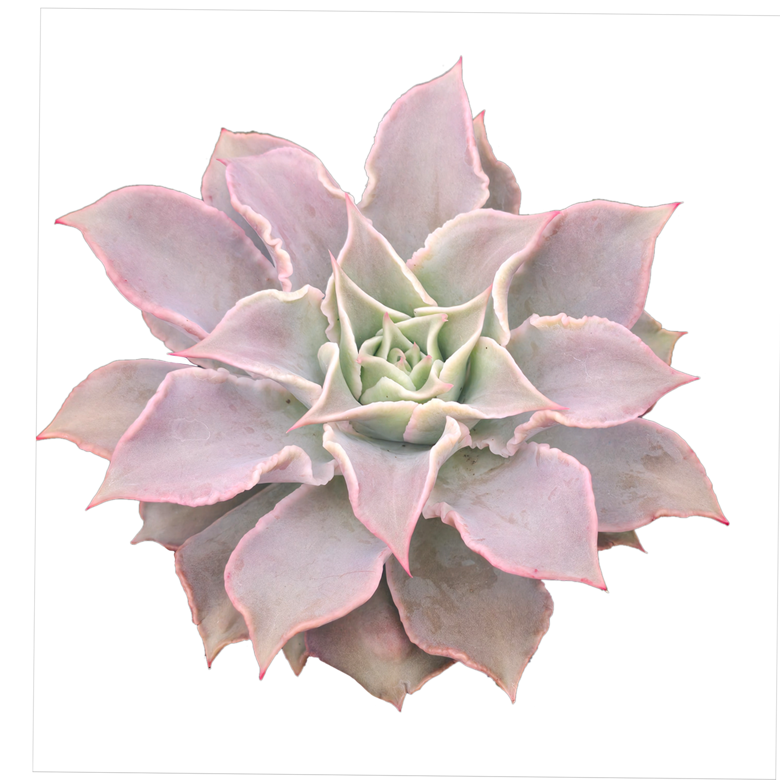 Echeveria 'Madiba'