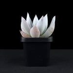 Echeveria 'Mexican Giant'