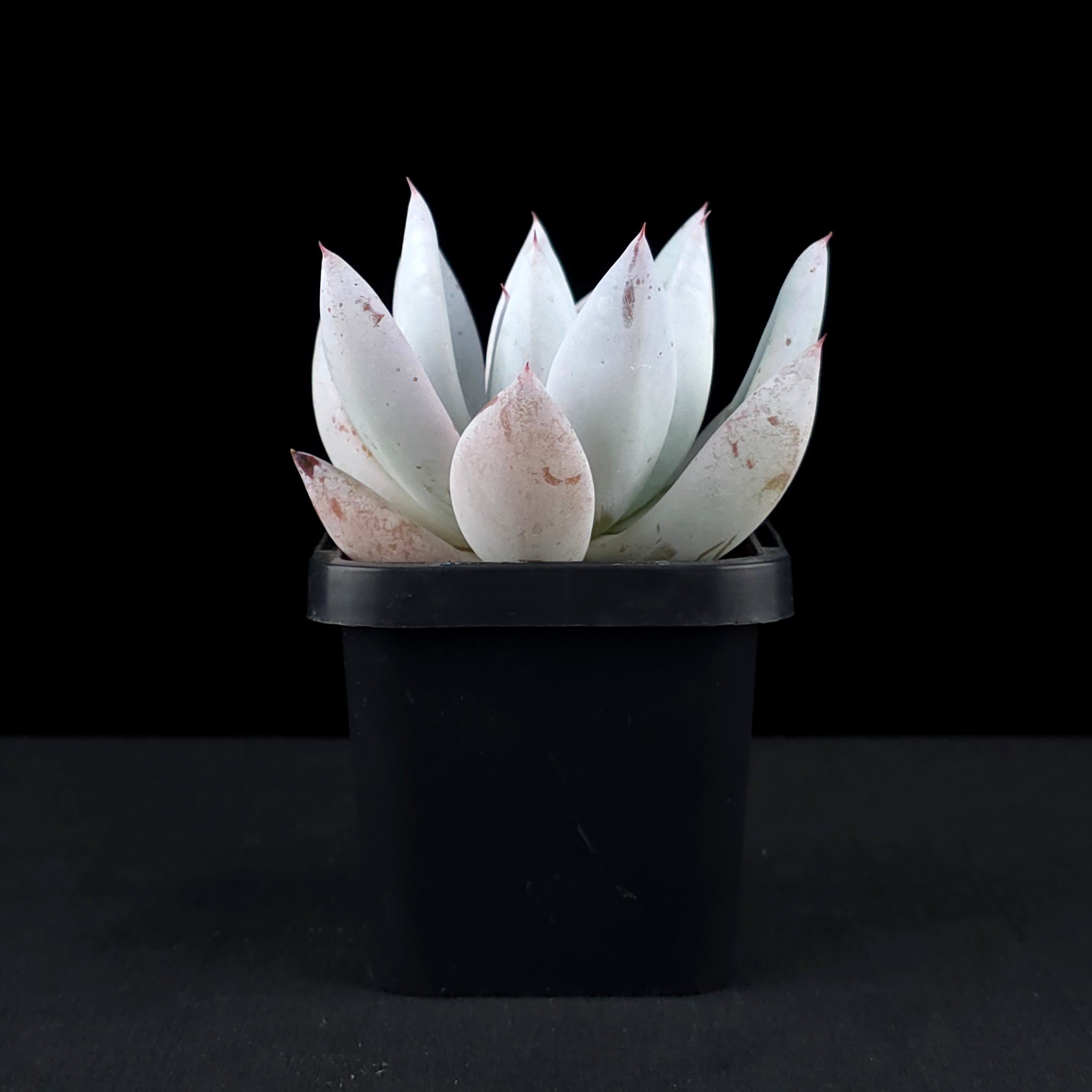 Echeveria 'Mexican Giant'